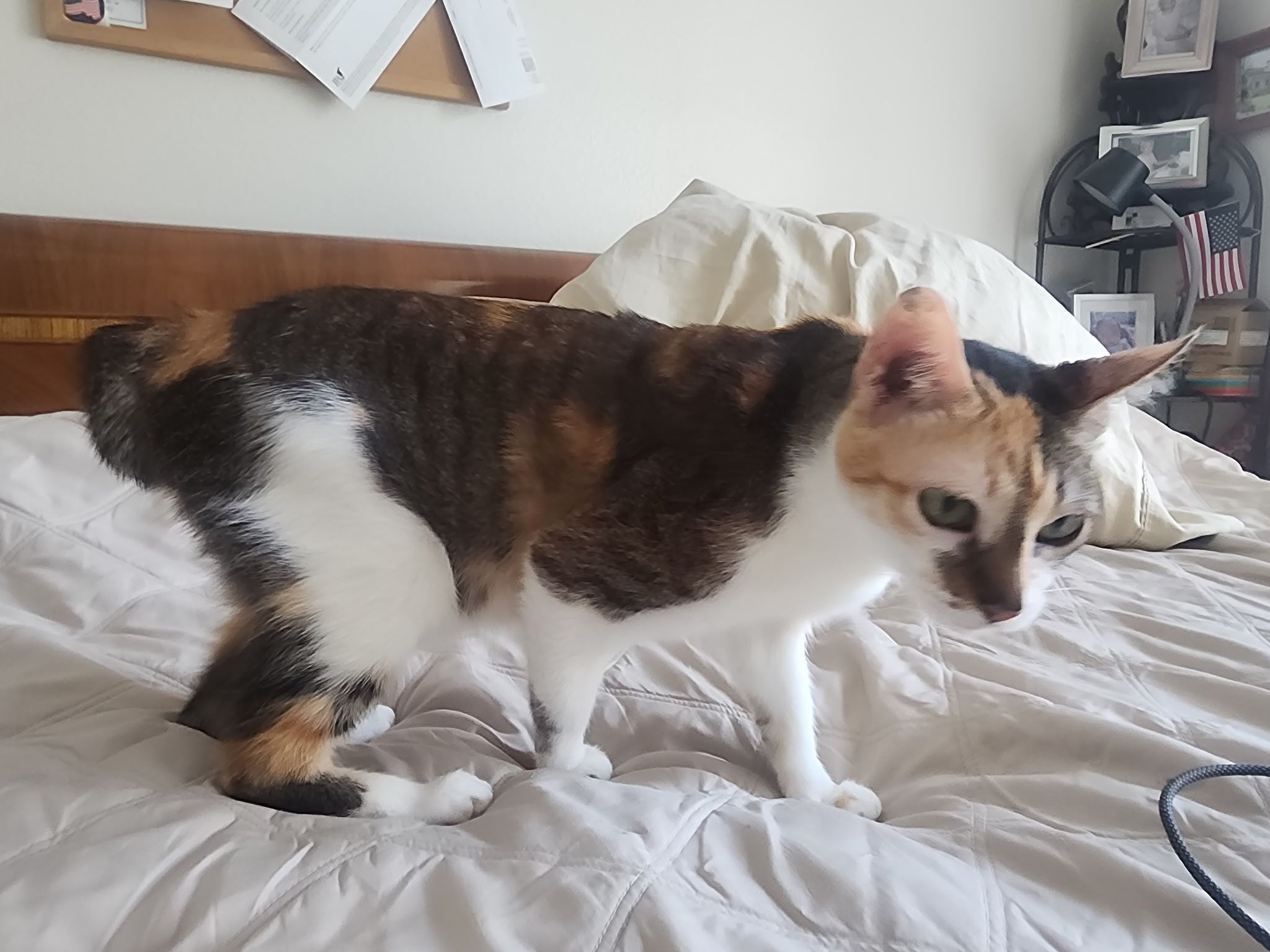 Lost Petite Shorthair Cat on Christmas Eve