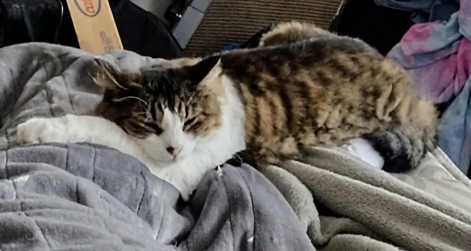 Lost Cat in Wellston: Black & Tan, Urgent