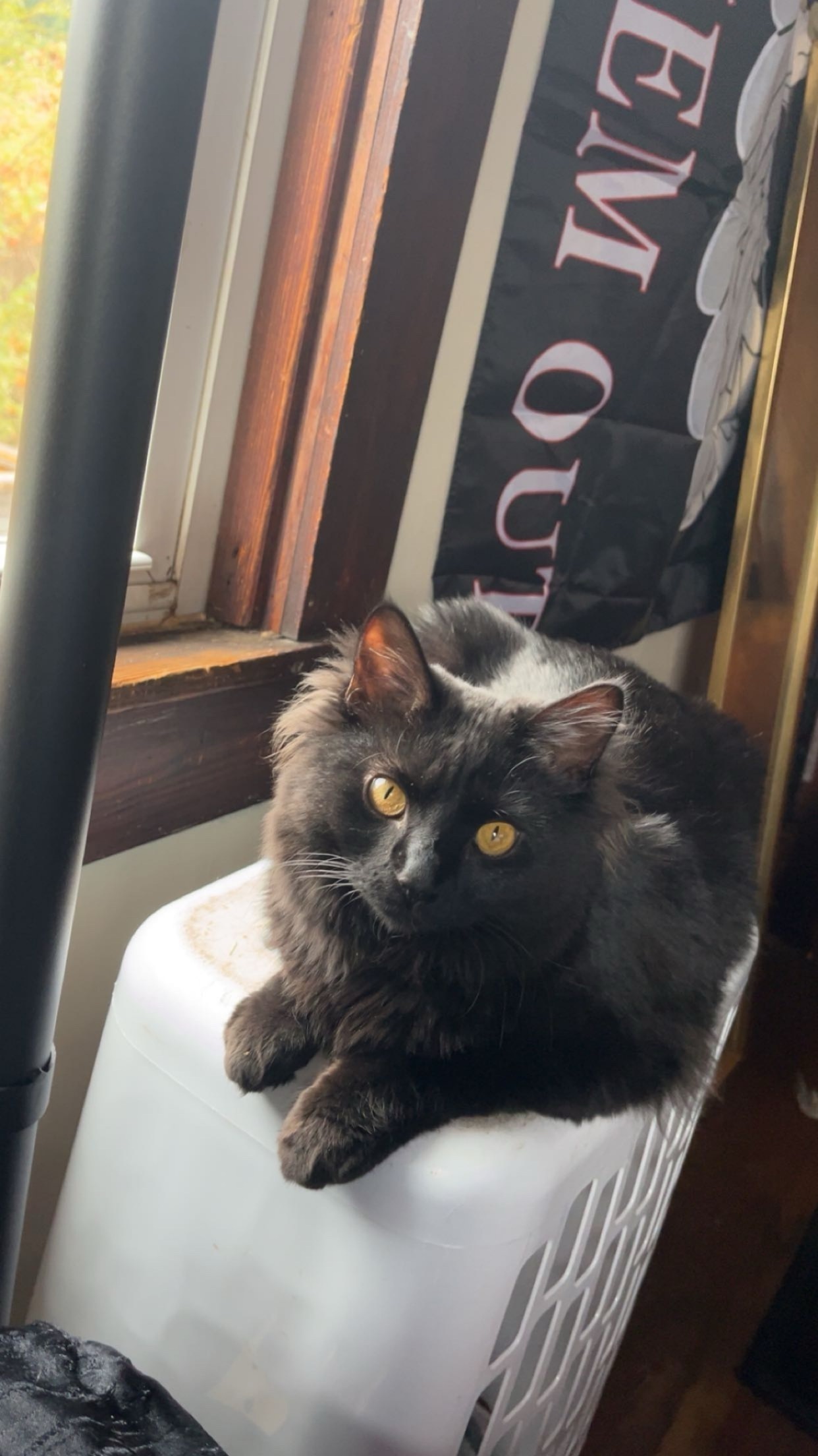 Lost Black Cat with Yellow Eyes - Mingo
