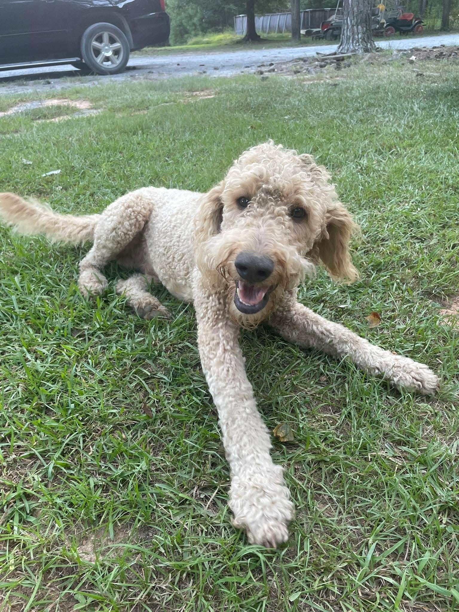 Lost Playful Pup on Leach Road, NC