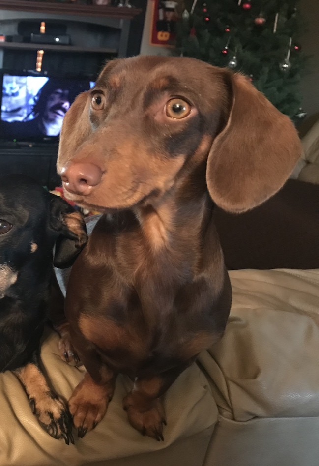 Lost 9-Year-Old Doxie on W 71st, Haysville