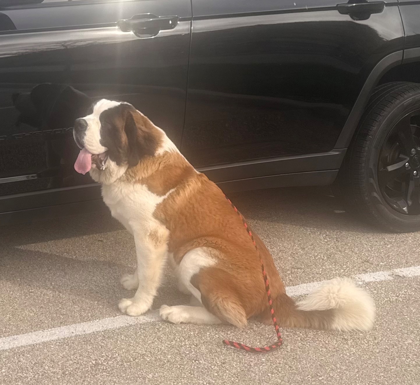 Lost 150lb Dog on County Road 37, MS