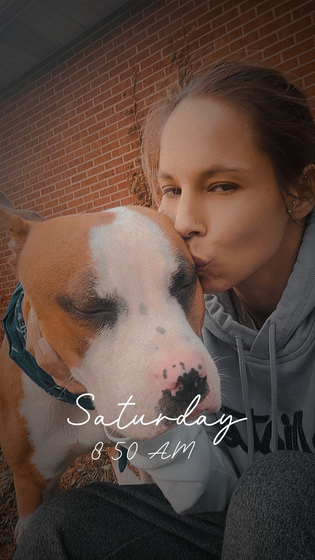 Friendly Brown & White Dog Lost - 4105