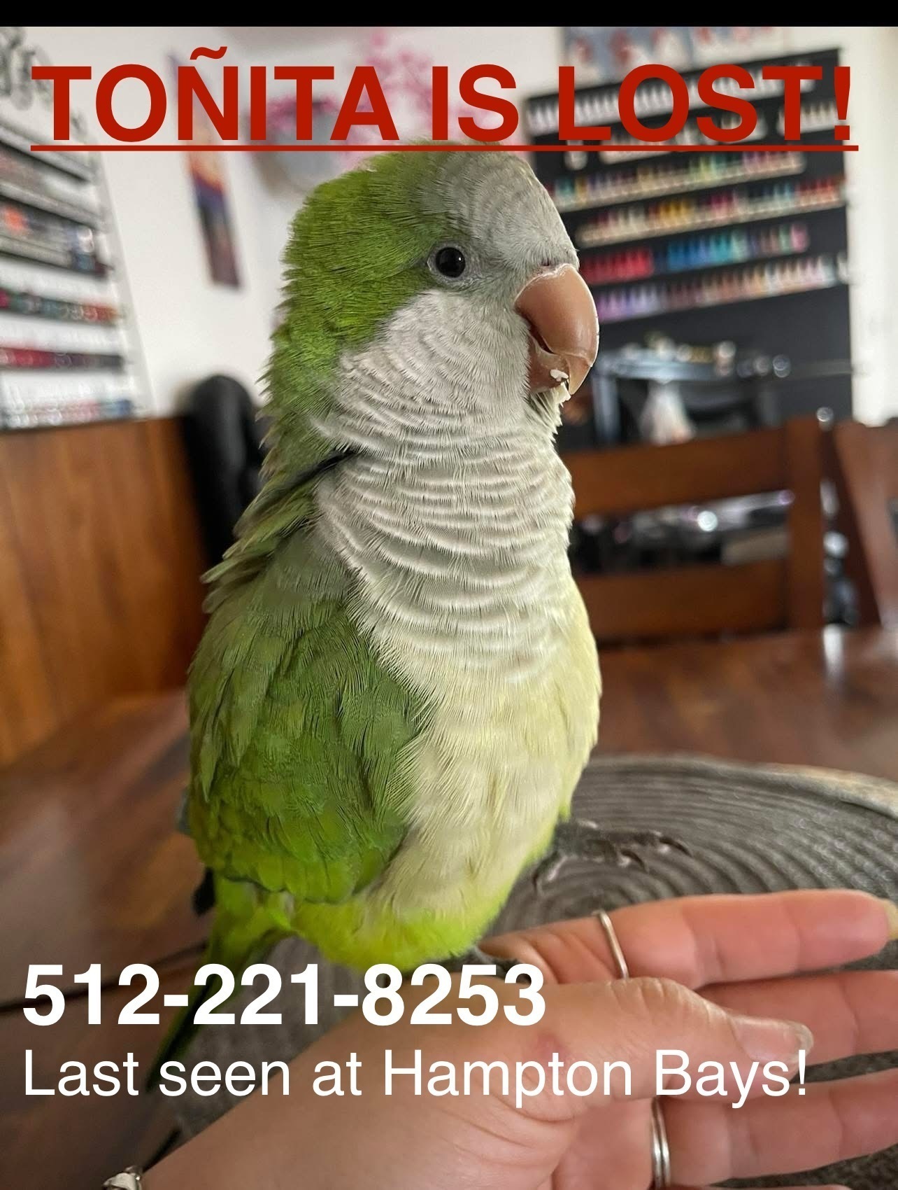 Lost Green Bird, 10 Years Old - Hampton
