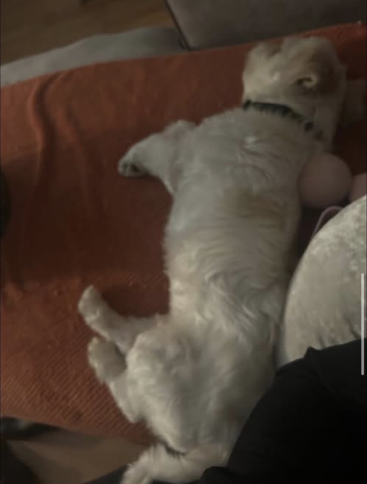 Lost Shih Tzu: Help Find Bruno!