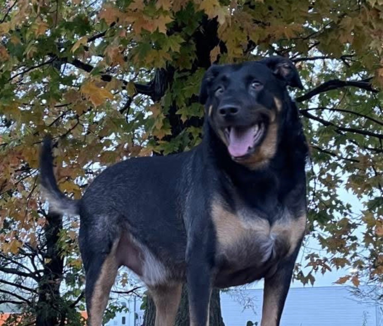 Lost Dog: Black & Tan, 7 Yrs, Auburn