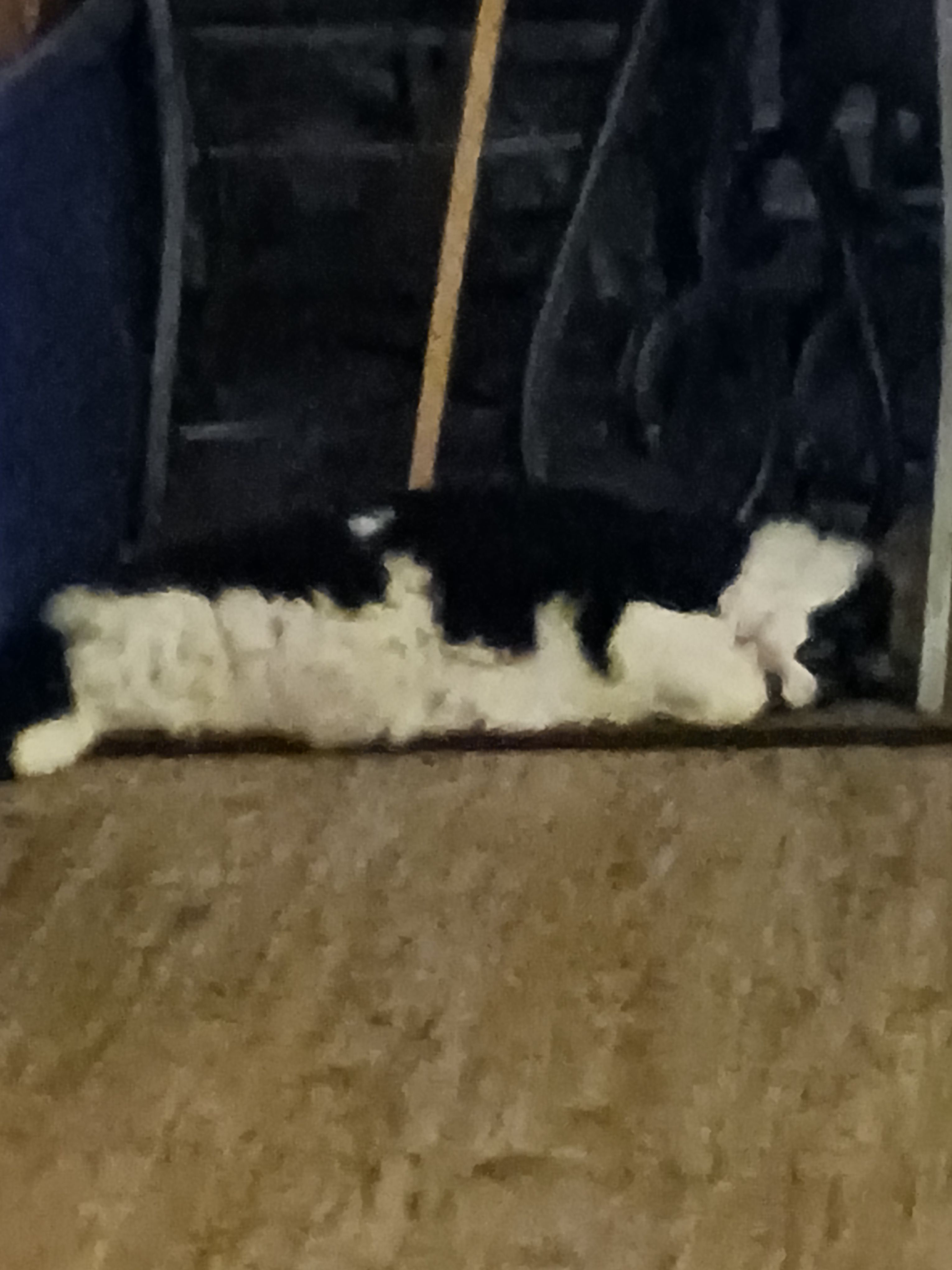 Lost Ragdoll Tuxedo: Help Find Archie!