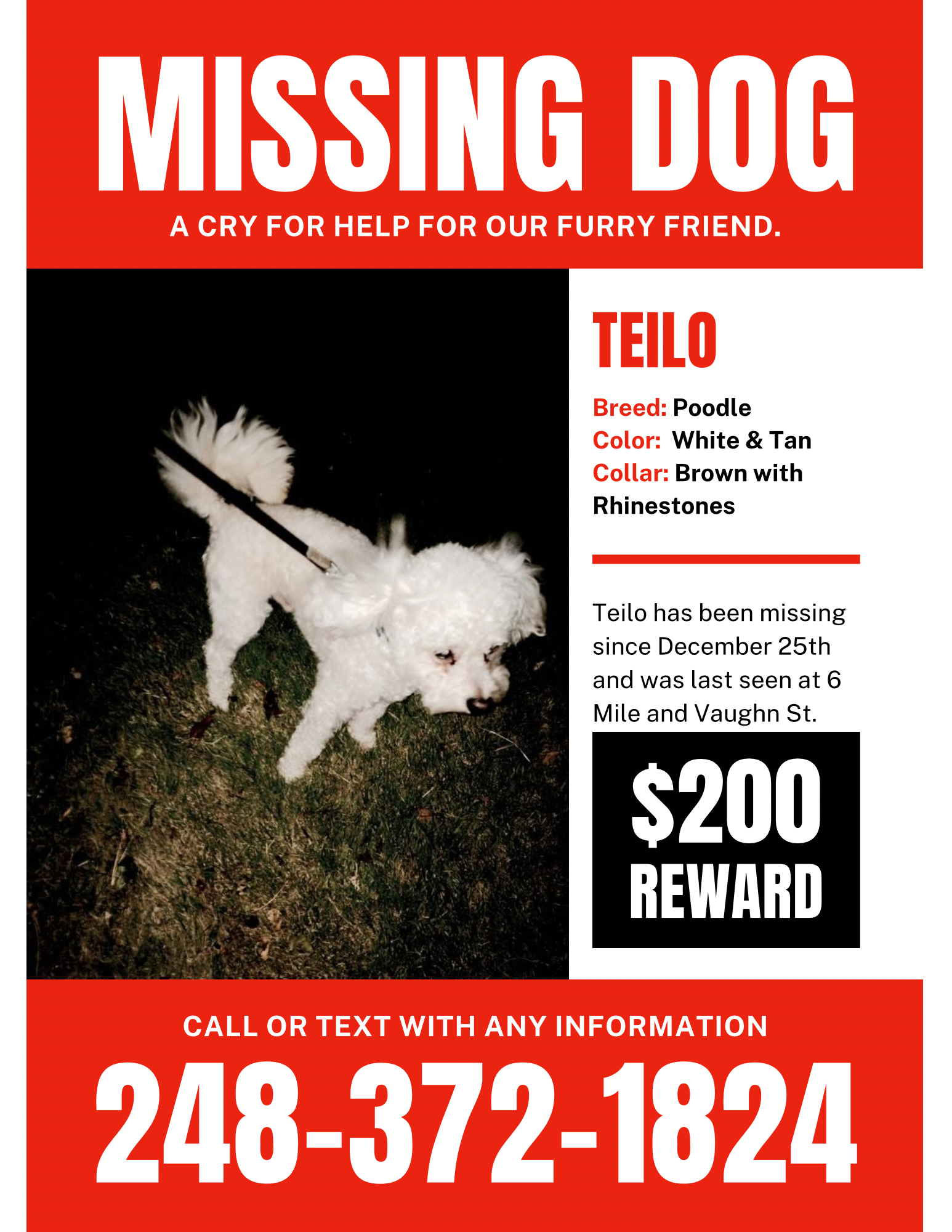 Lost dog, Detroit