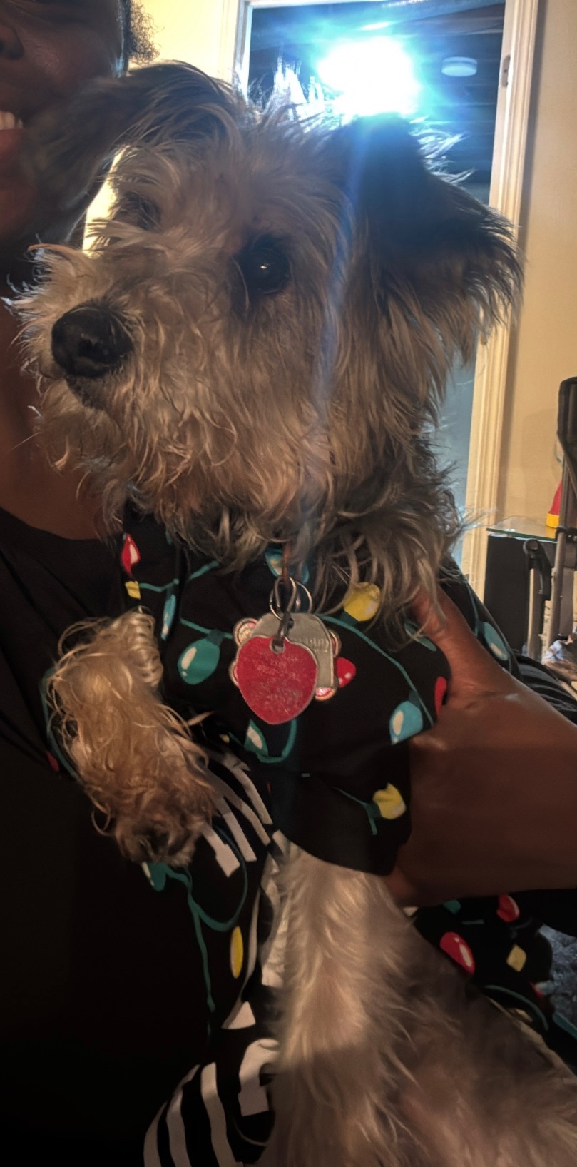 Lost dog, Independence