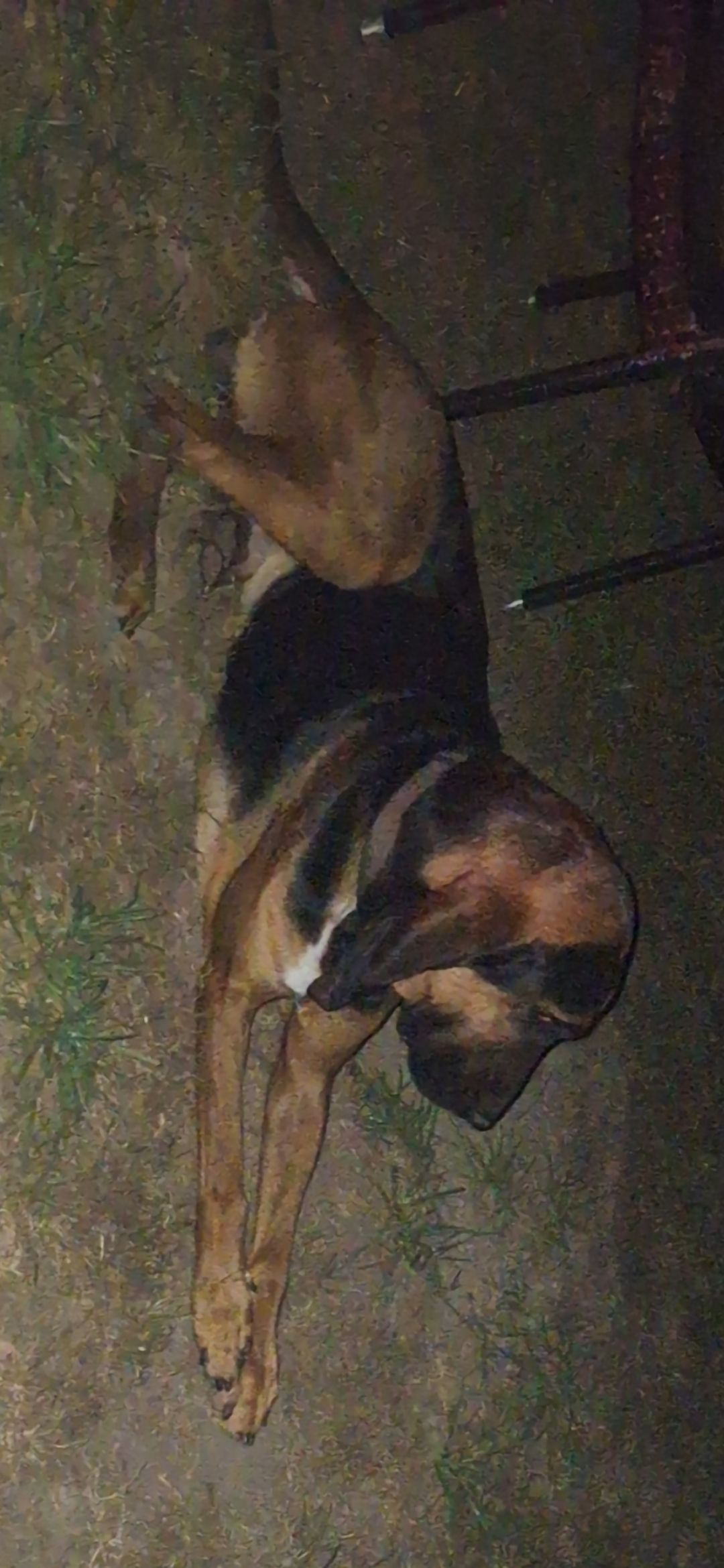 Help Find Bobby: Lost Bloodhound Alert!