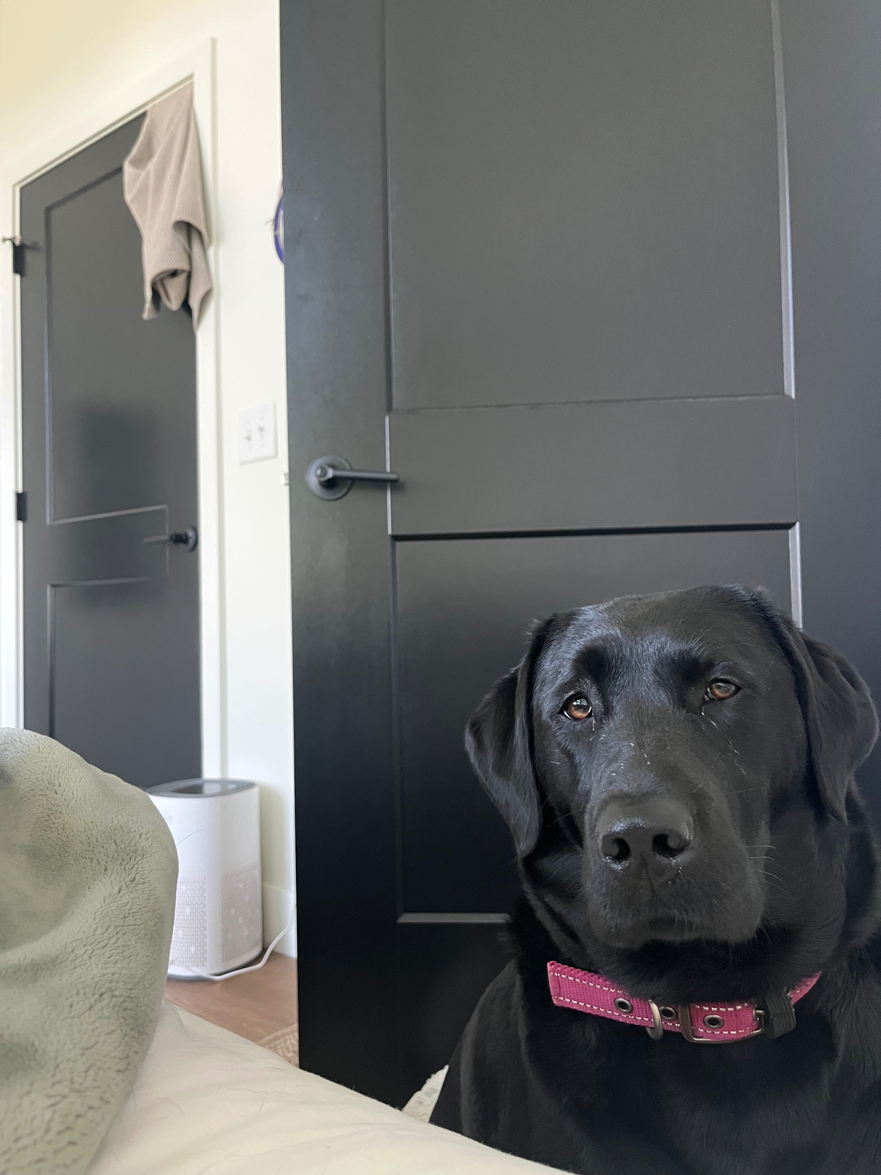 Lost dog, Jackson Springs