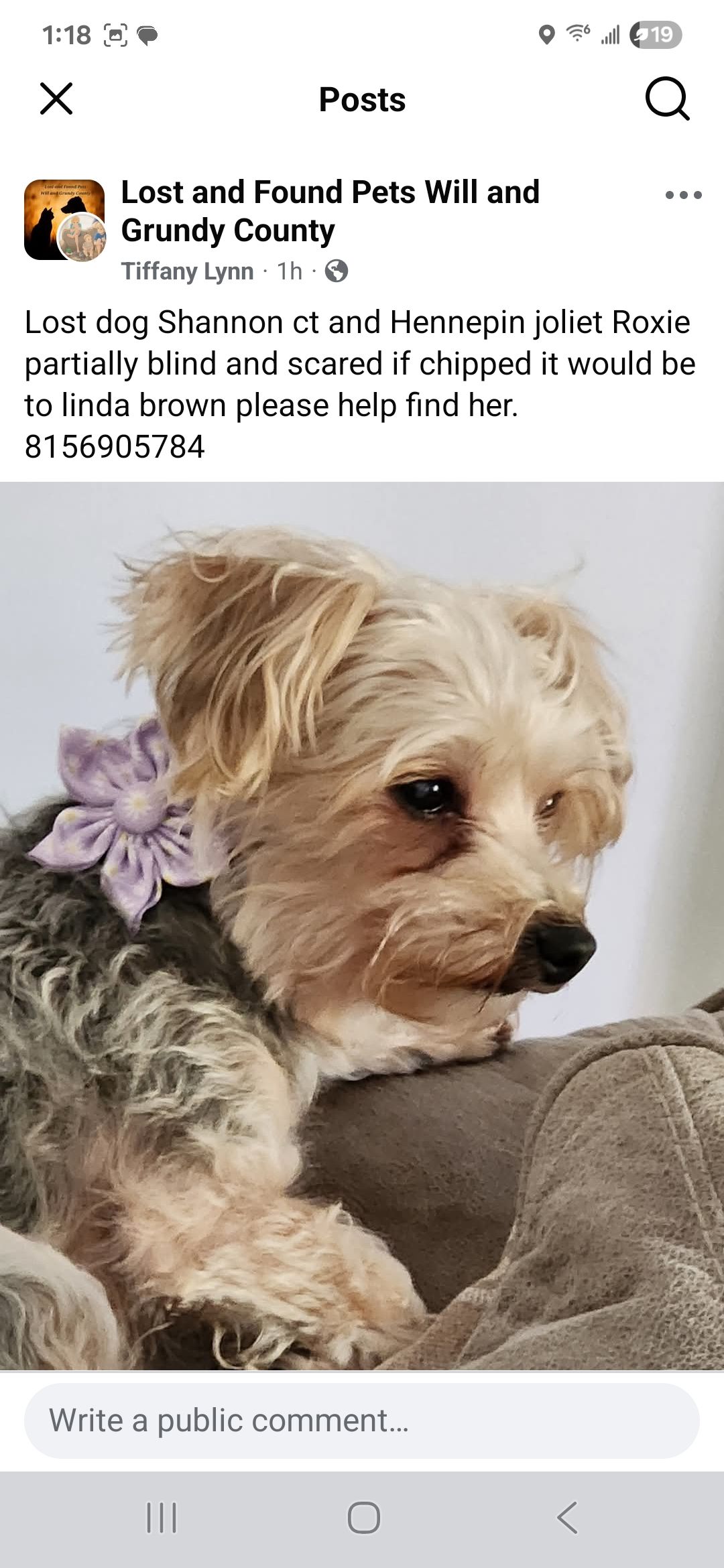 Lost dog, Joliet