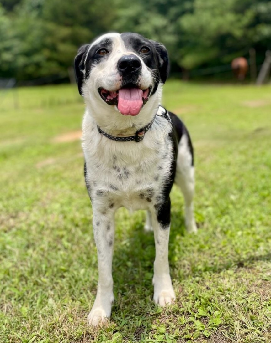 Help Find Lady: Lost Dog in Birmingham