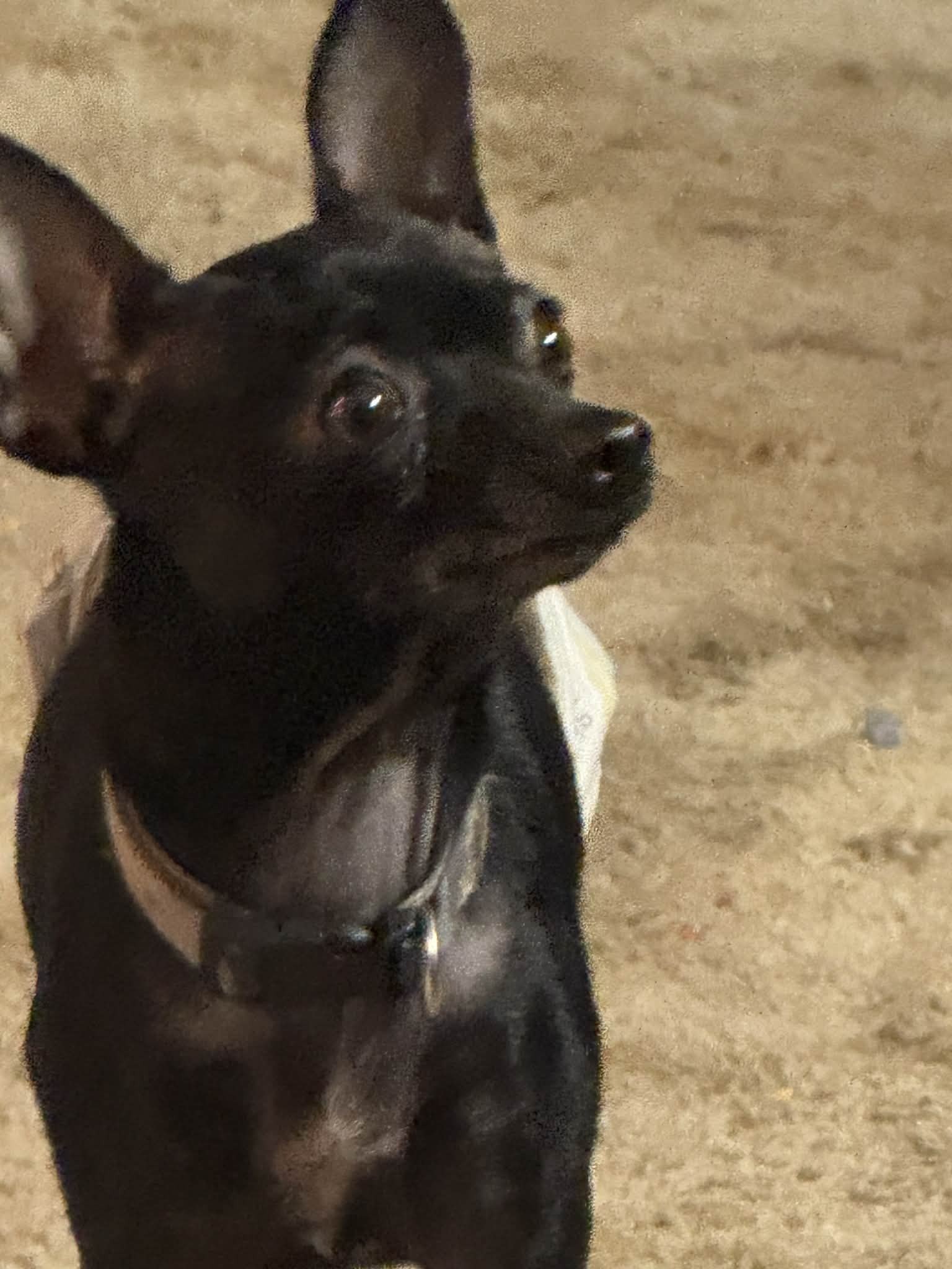 Lost Skittish Black Dog in Godfrey