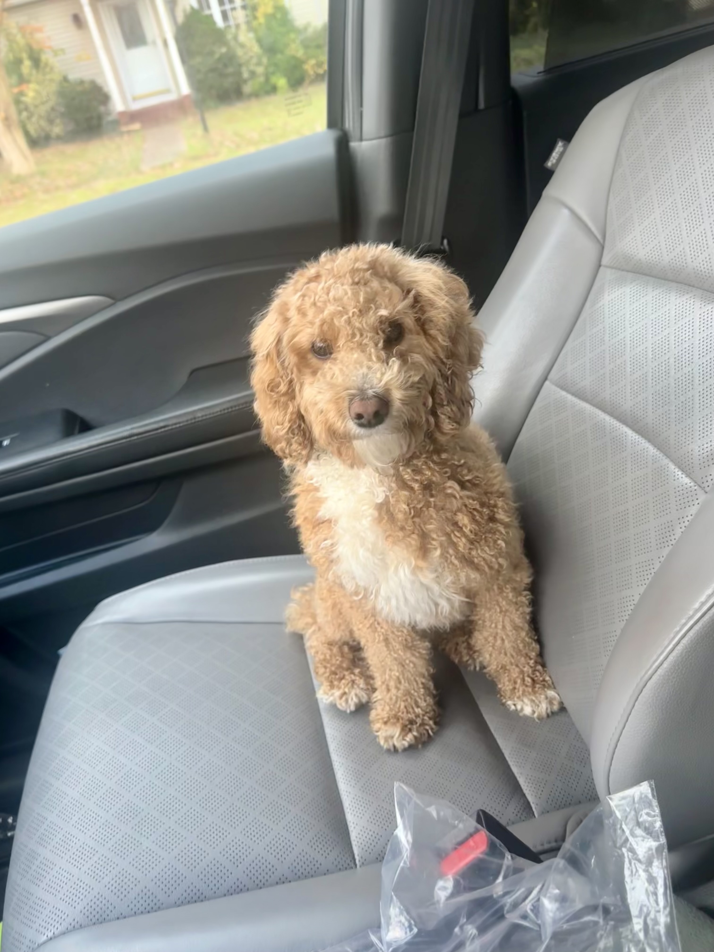 Lost Dog: Golden Brown Dax in Maryland