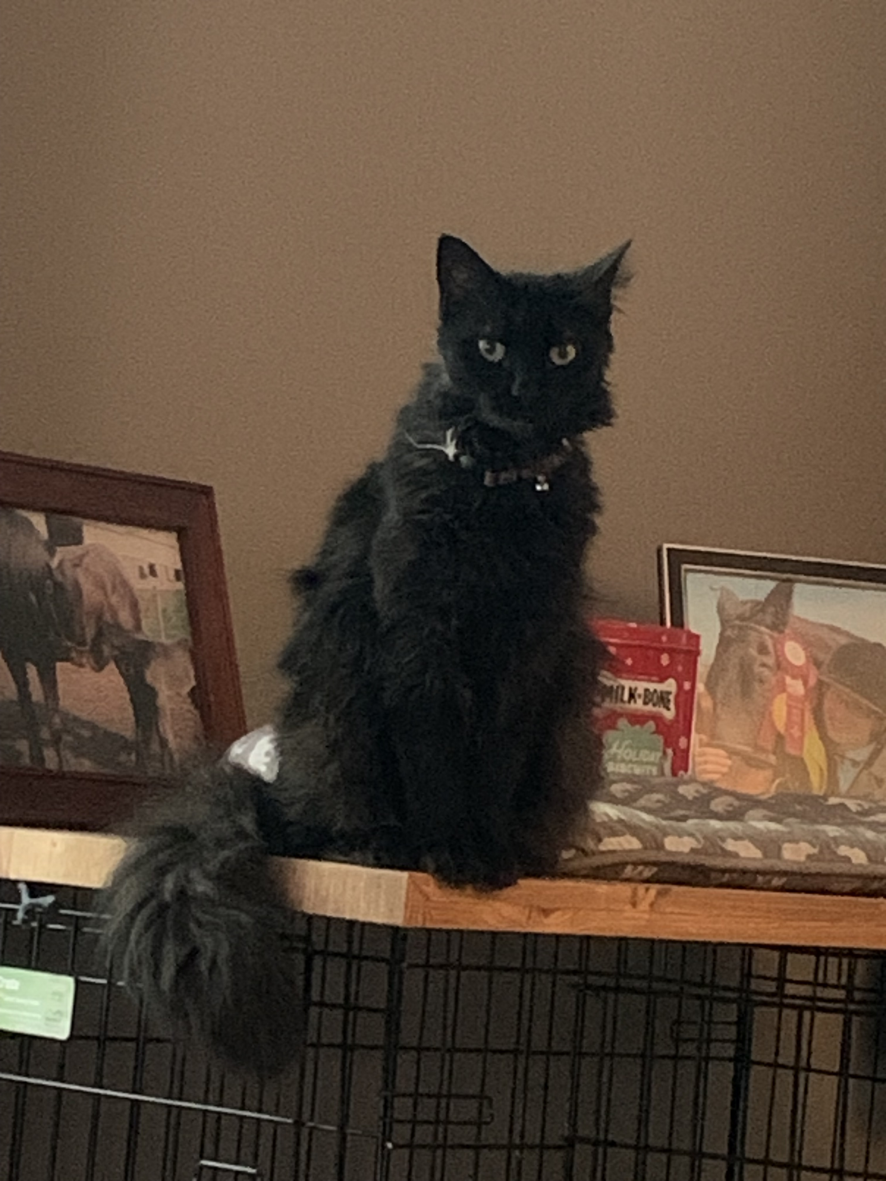 Help Find Salem: Lost Black Cat in Sunbury