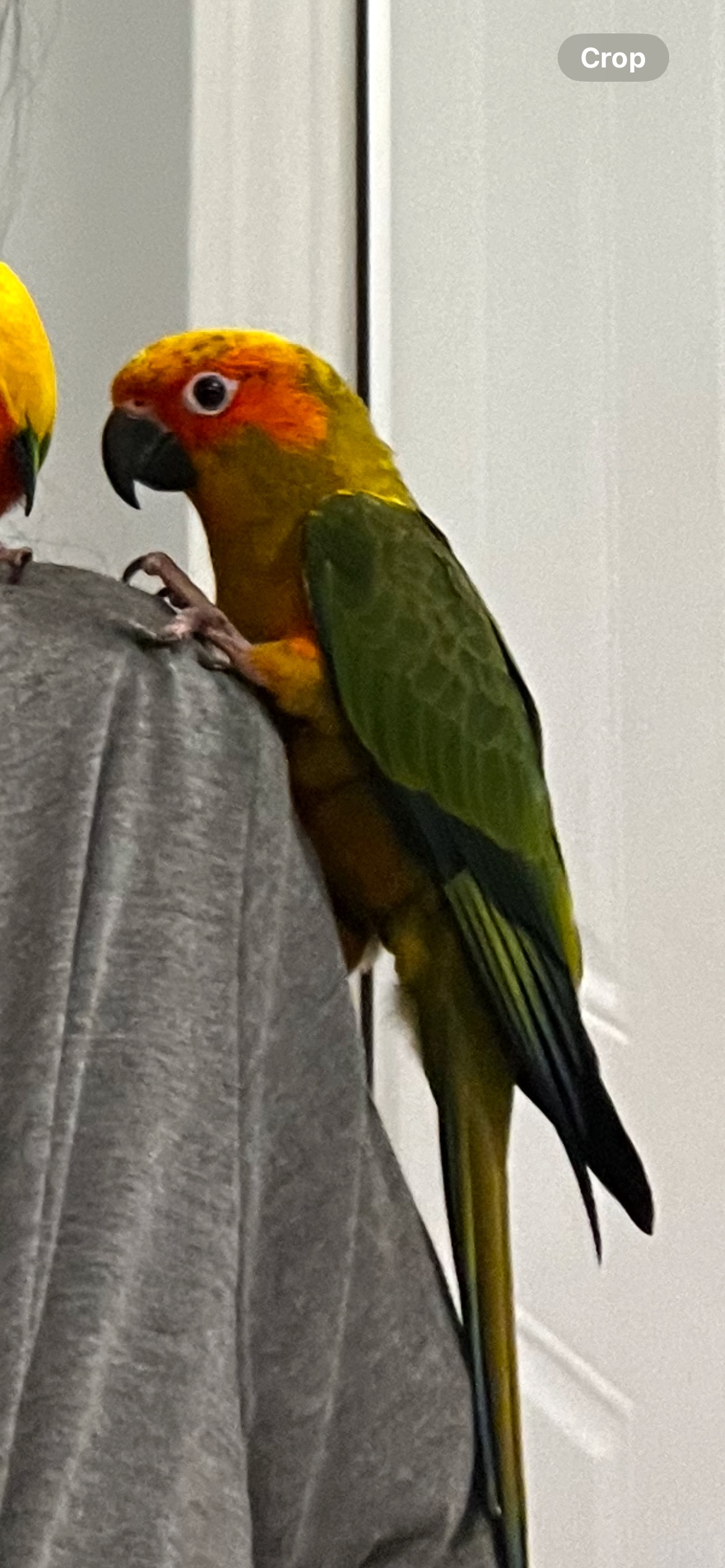 Lost Friendly Parrot in Marine Park, NY