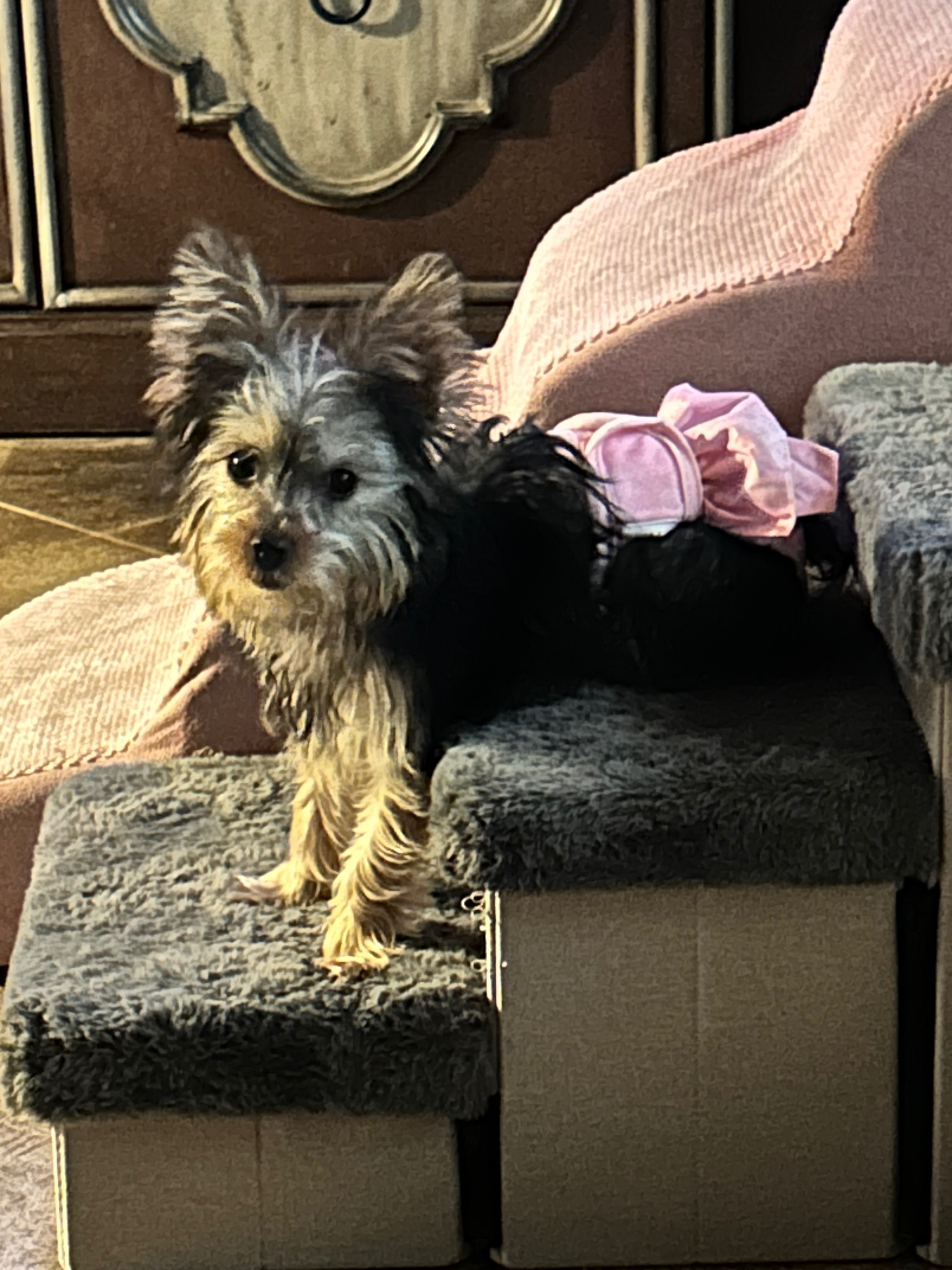 Lost Yorkie: Bijou, Black & Tan, Atteberry