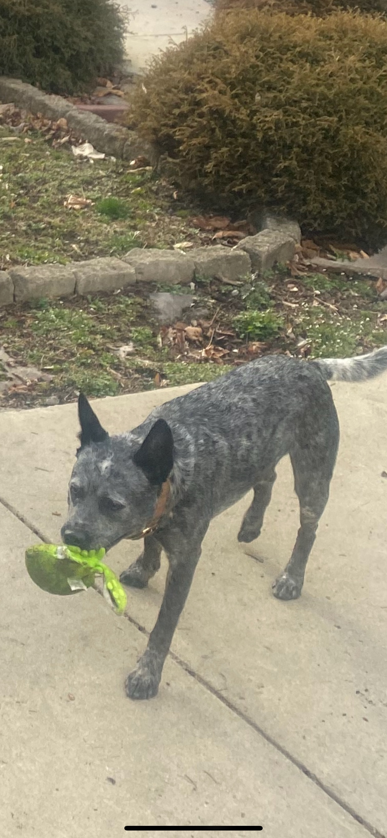Lost Dog: Grey with Black Ears, Marriottsville