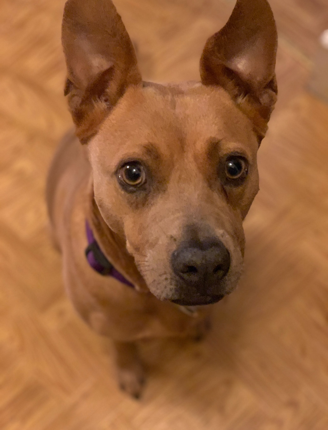 Lost: Friendly Golden Dog on Buena Vista