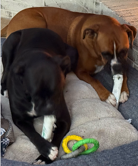 Lost: 2 Friendly Female Boxers in Brandon