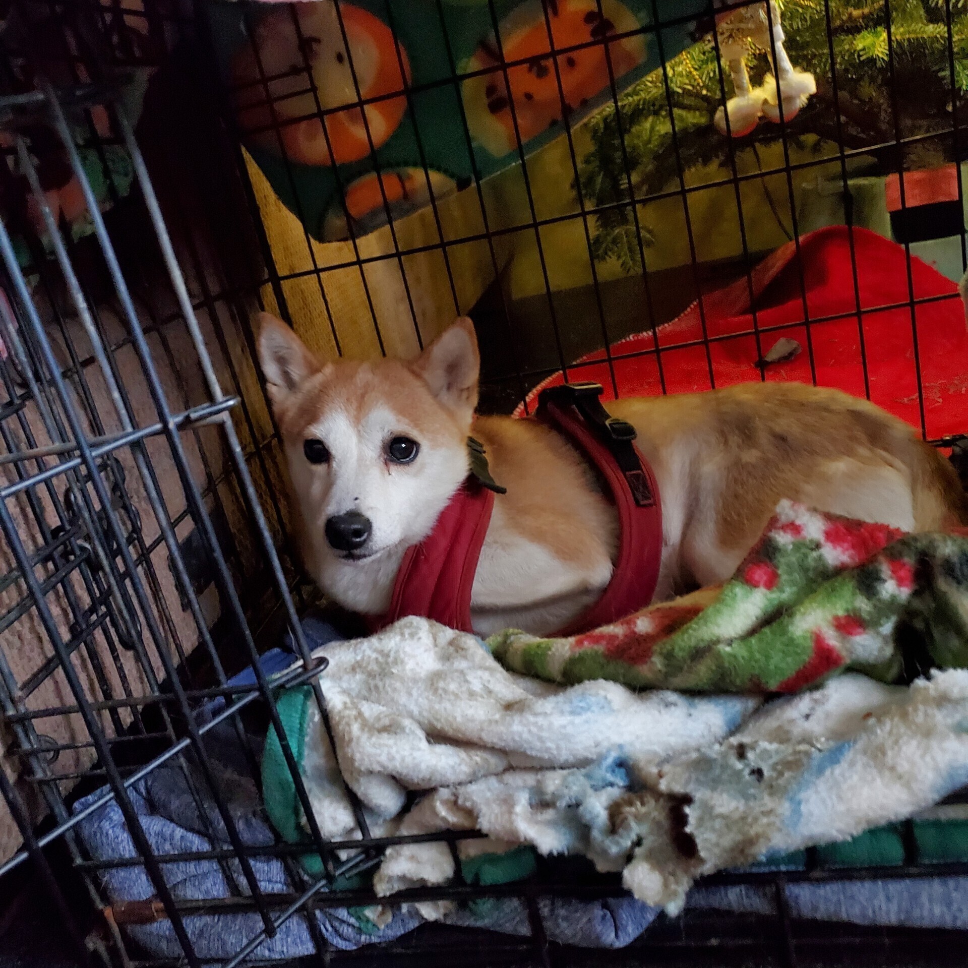 Lost Shiba Inu: Vernon, Townline Rd