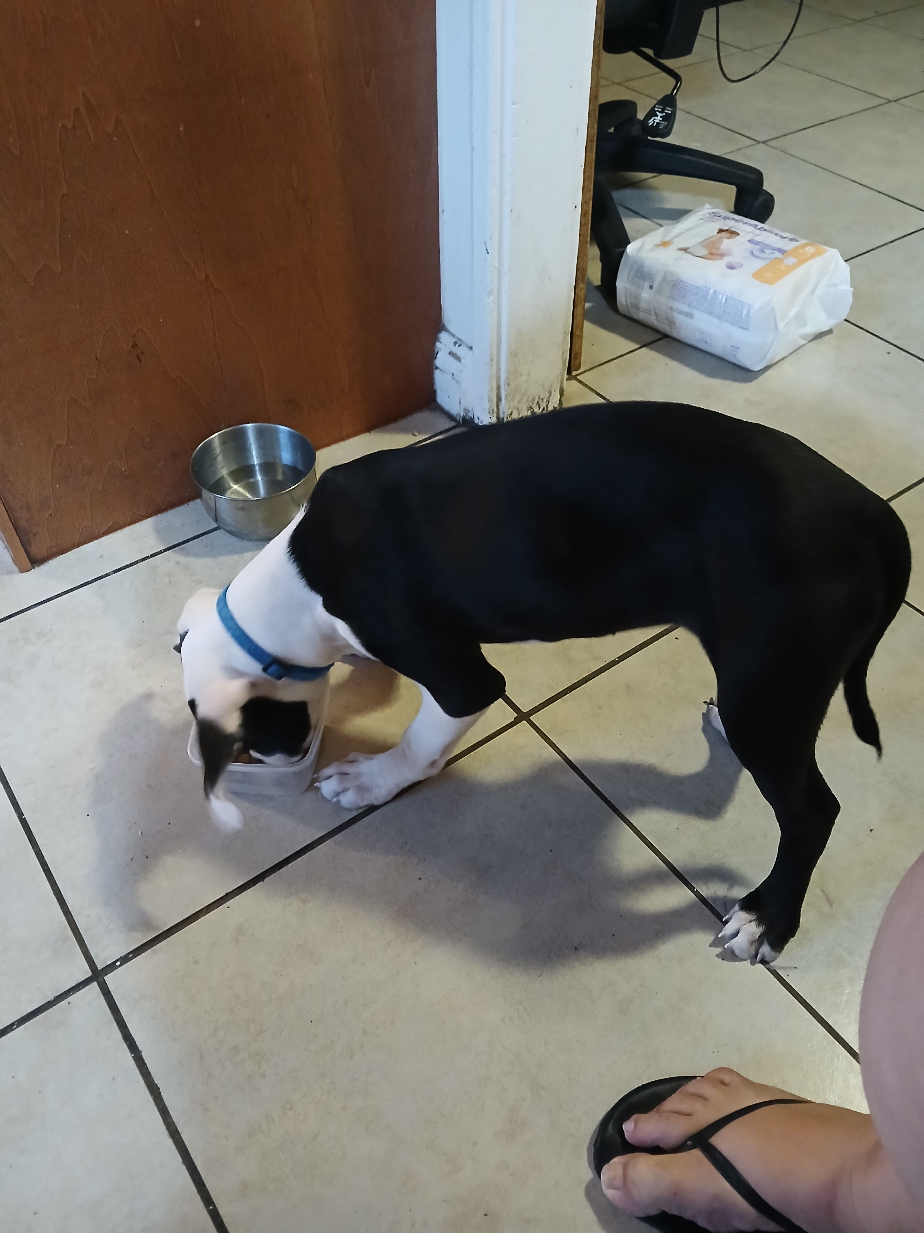 Help Find Nala: Beloved Black & White Dog