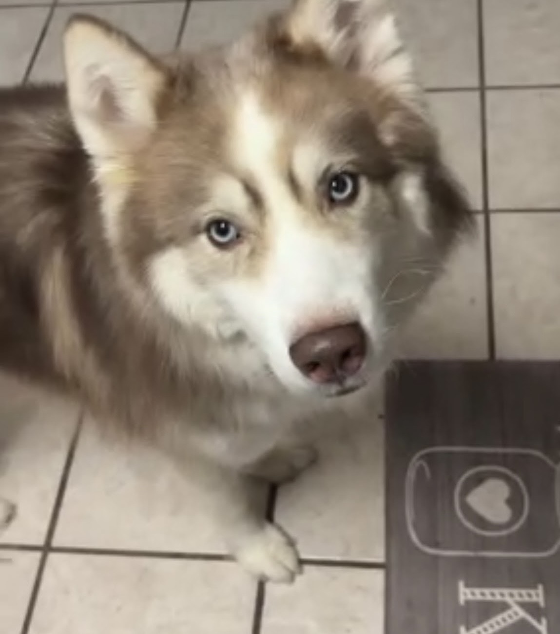 Help Find King: Brown & White Husky Lost