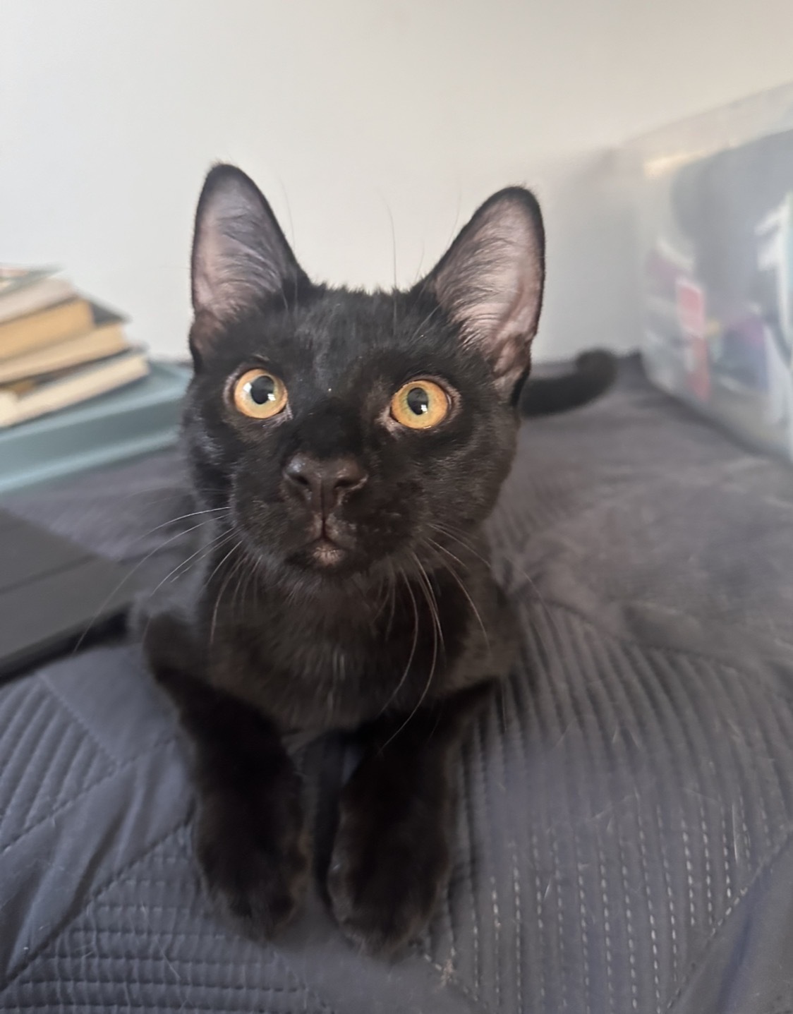 Missing Black Cat: Bean - Yellow Eyes