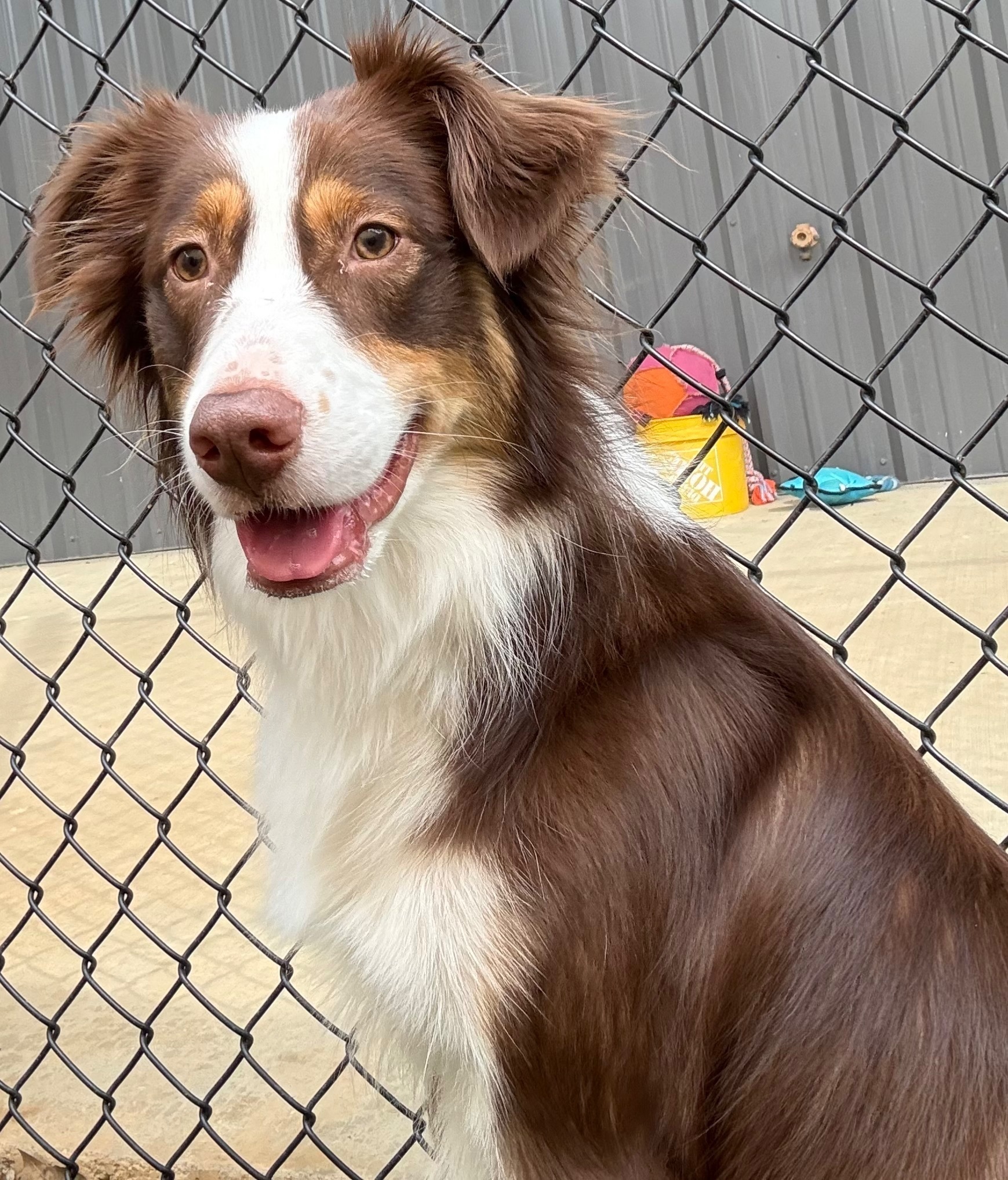 Lost Aussie Shepherd Near Goobertown, AR