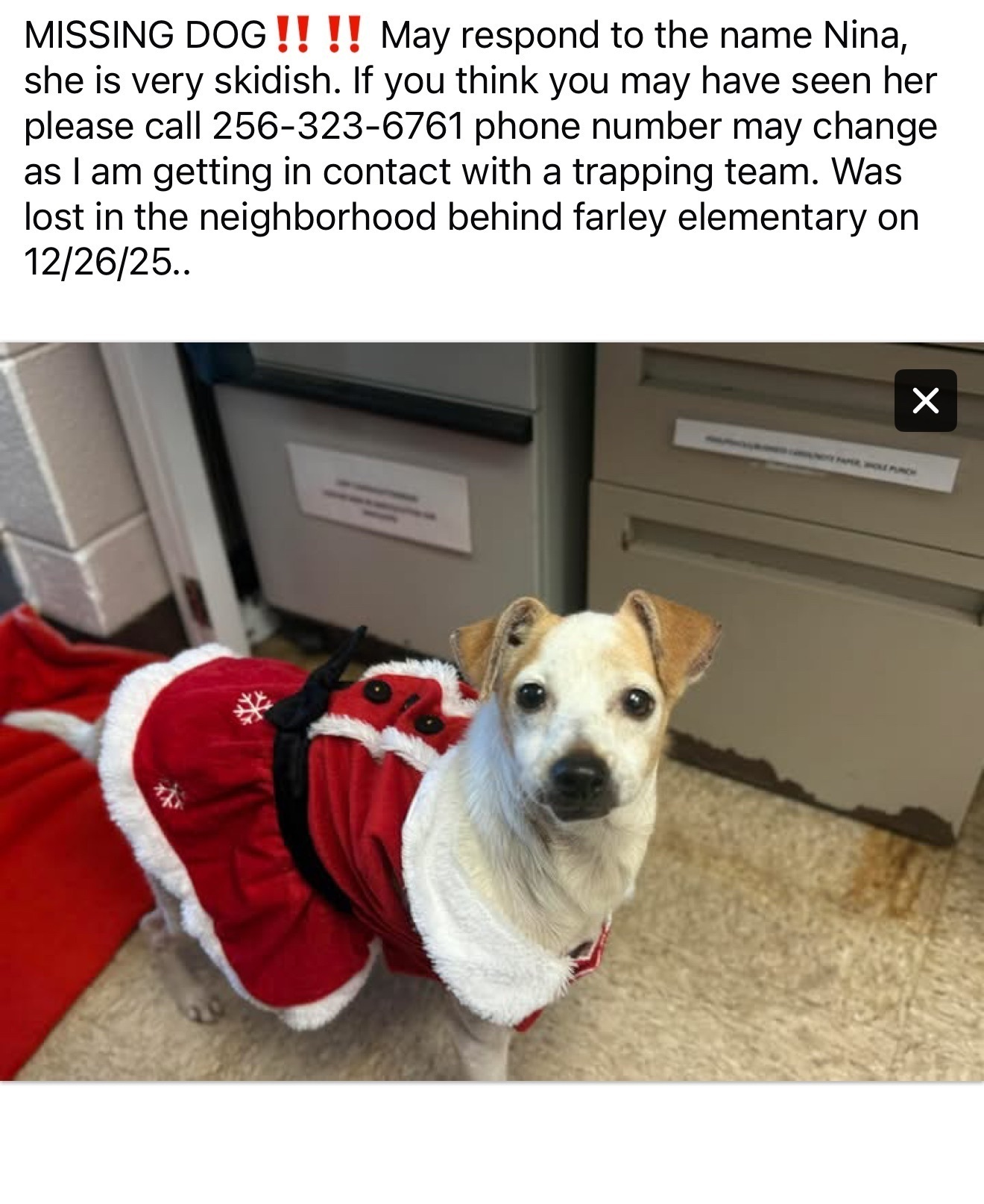 Lost Dog: White & Tan, 11 LBS - Huntsville