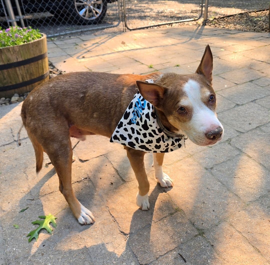 Lost Senior Dog: Brown with White Paws
