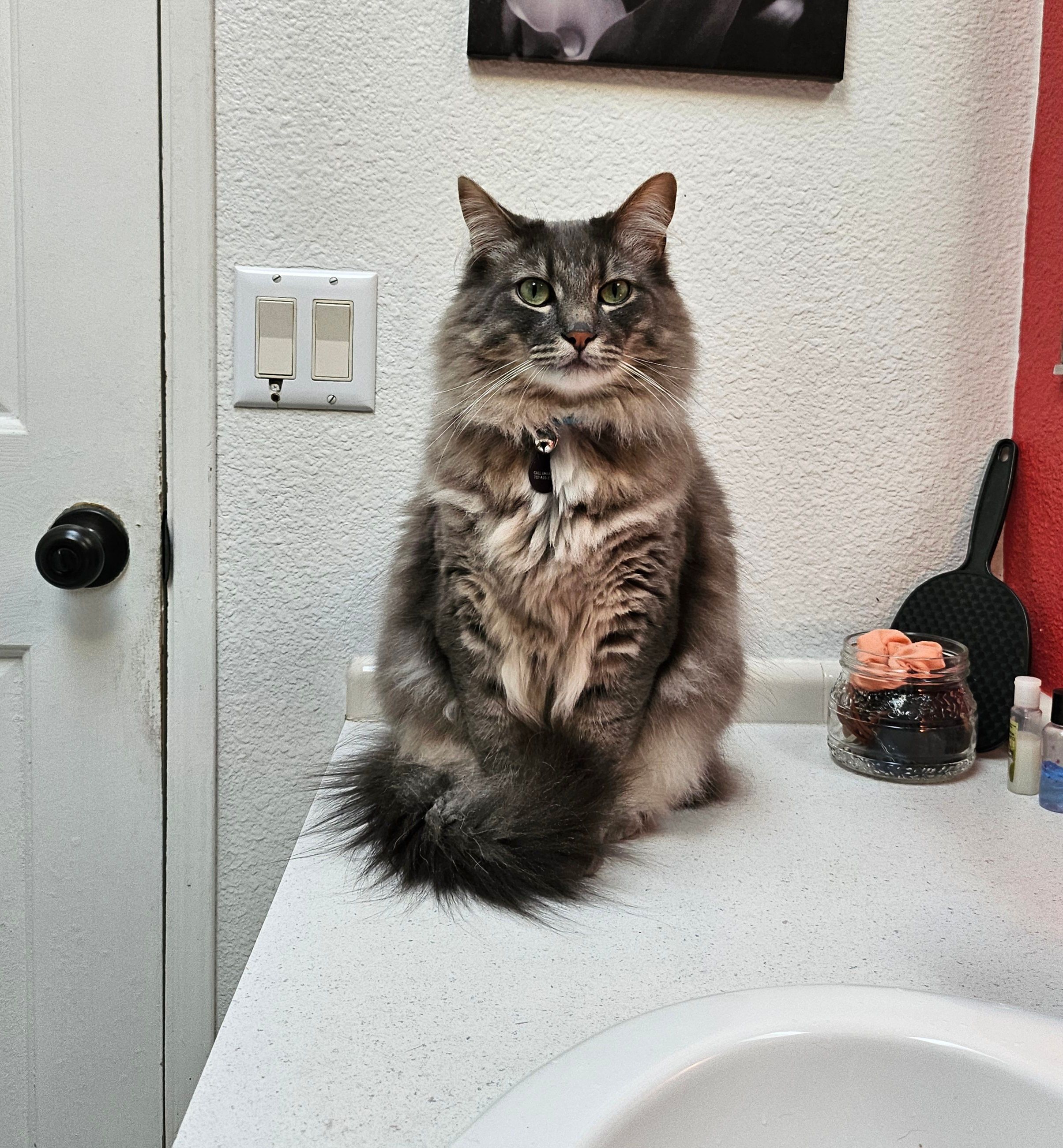Lost: Fluffy Grey Cat Near Hwy 20