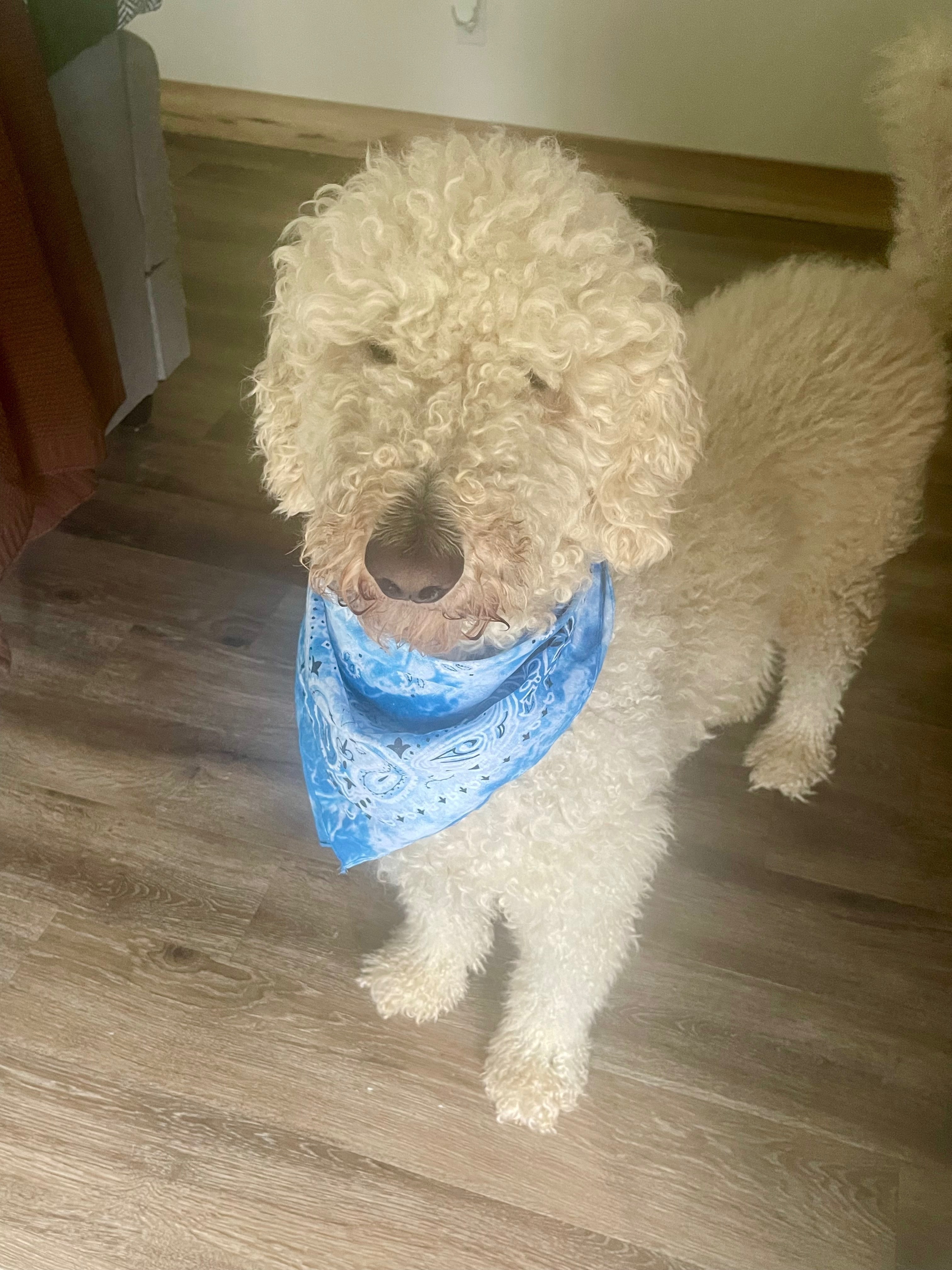 Help Find Rocket: Sweet Dog Missing