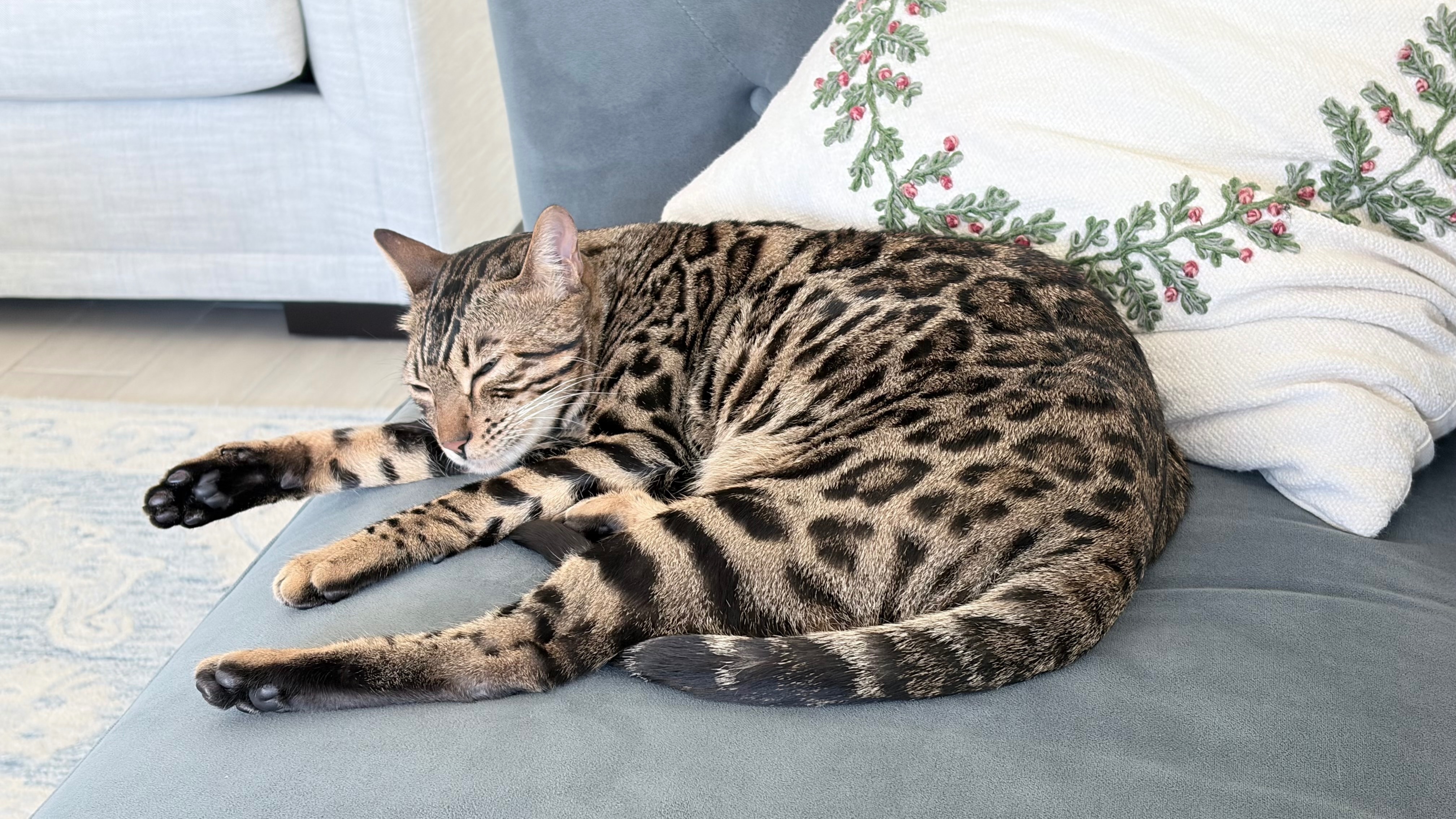 Lost Bengal Cat: Friendly & Smart in Katy