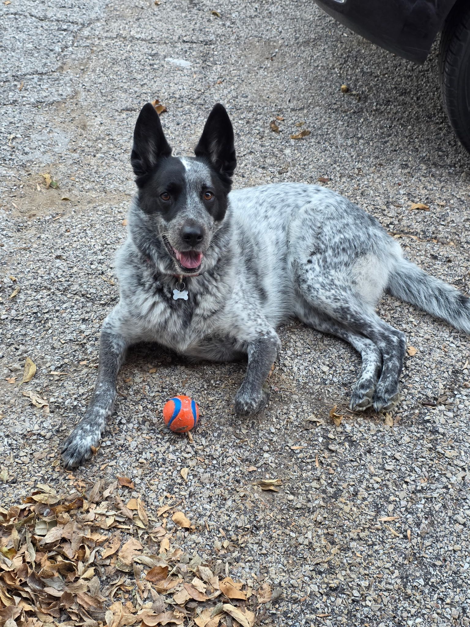 Lost Dog: Salt & Pepper Pup in Fort Worth