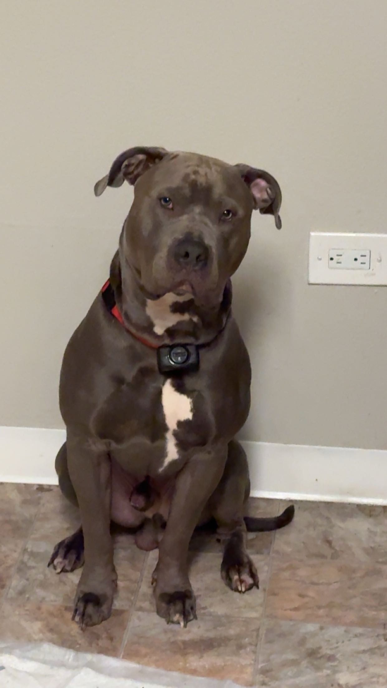 Lost Grey Pitbull Ammo: Help Us Find Him!