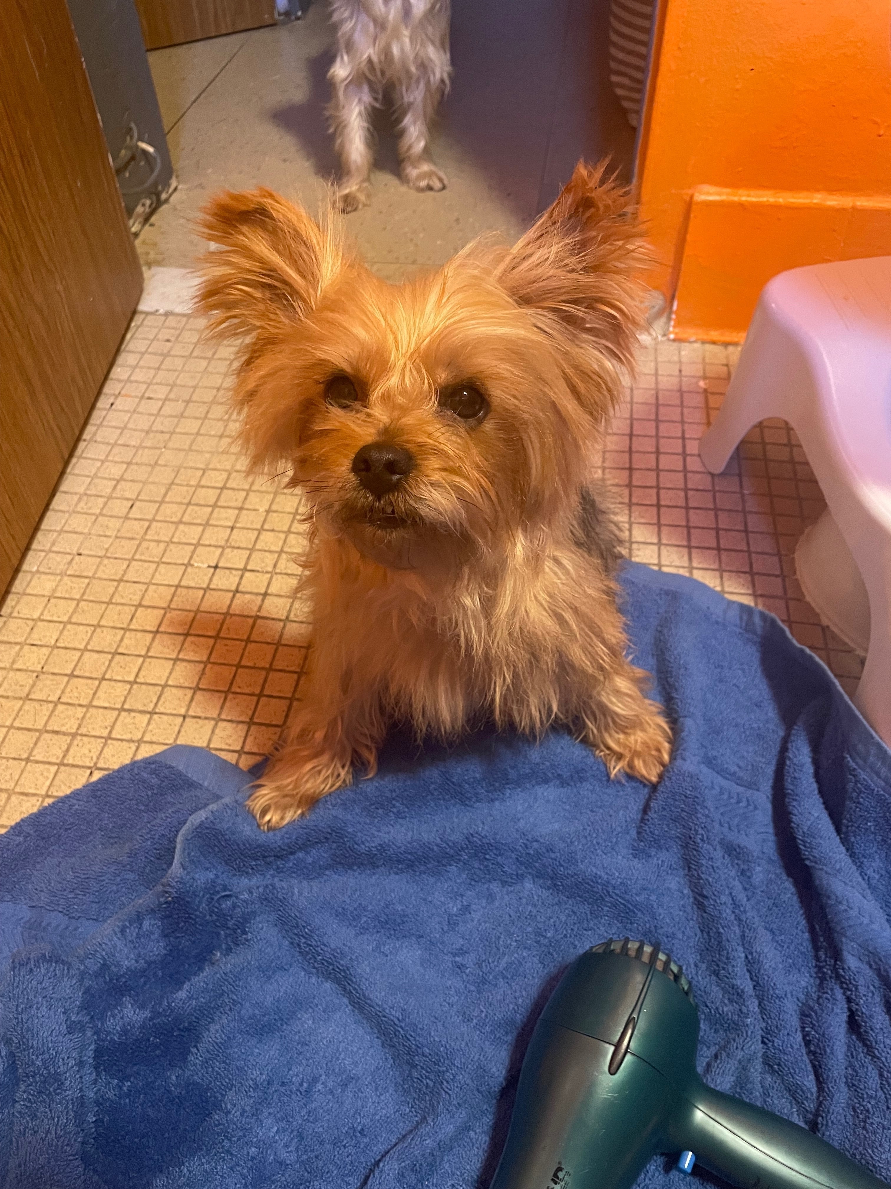 Lost Dog: Brown & Gray, 35th Ave, NY