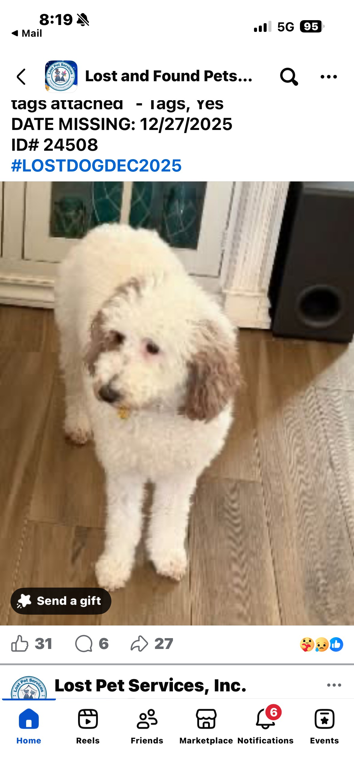 Lost Doodle Mix: White with Brown Ears