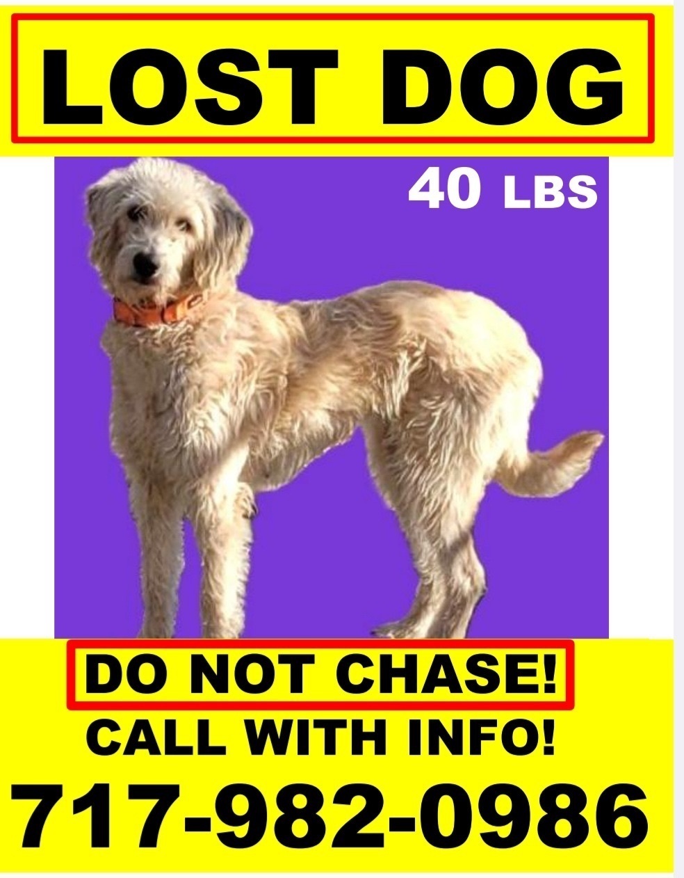 Lost Dog: Nervous, Microchipped, Greer