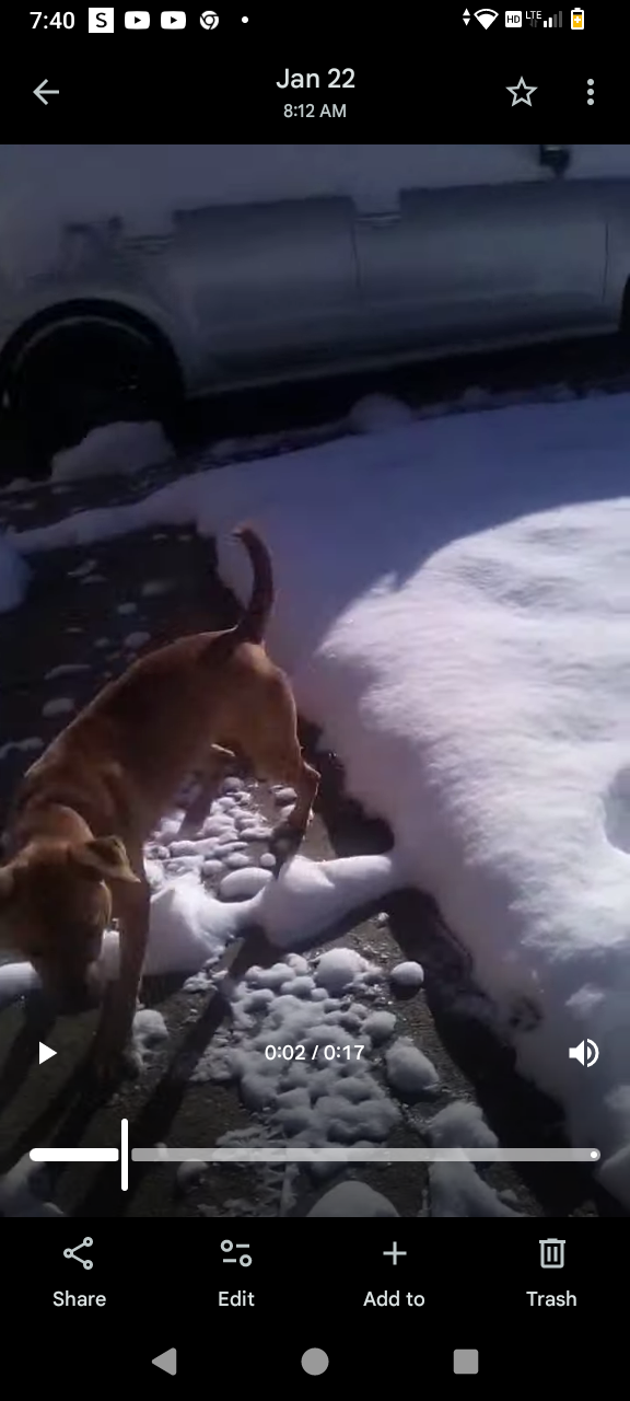 Lost Dog: White Chest, Curved Tail