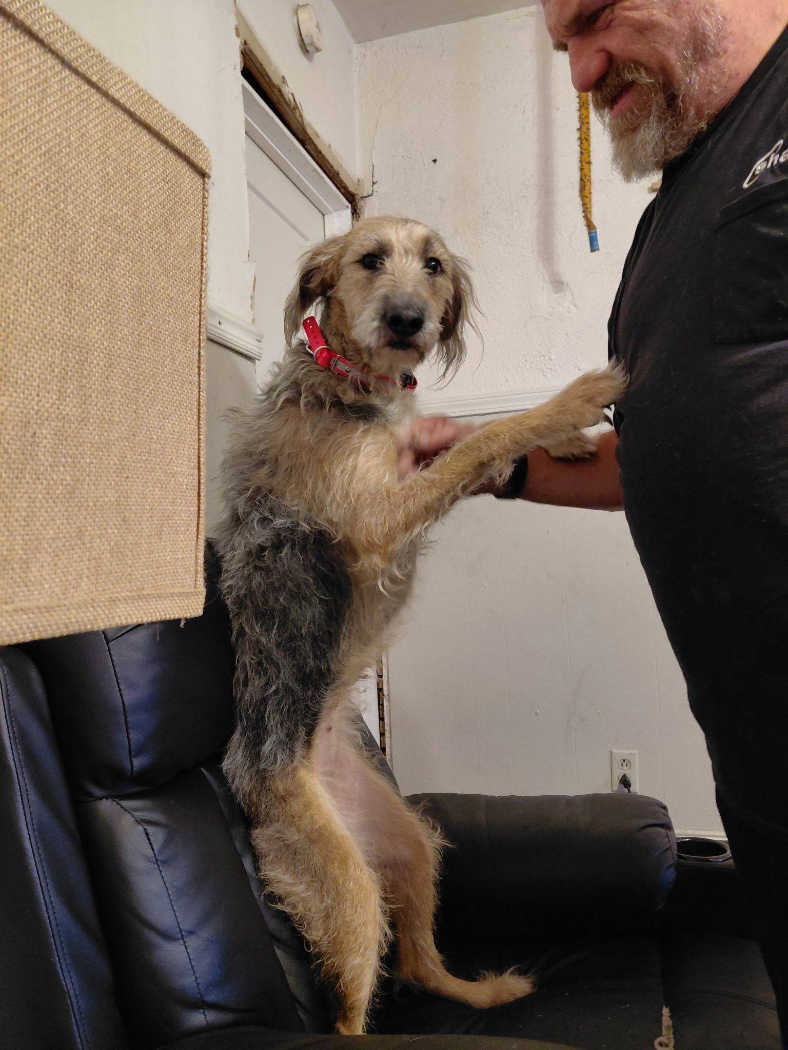 Lost Dog: Patches in Muskegon, MI