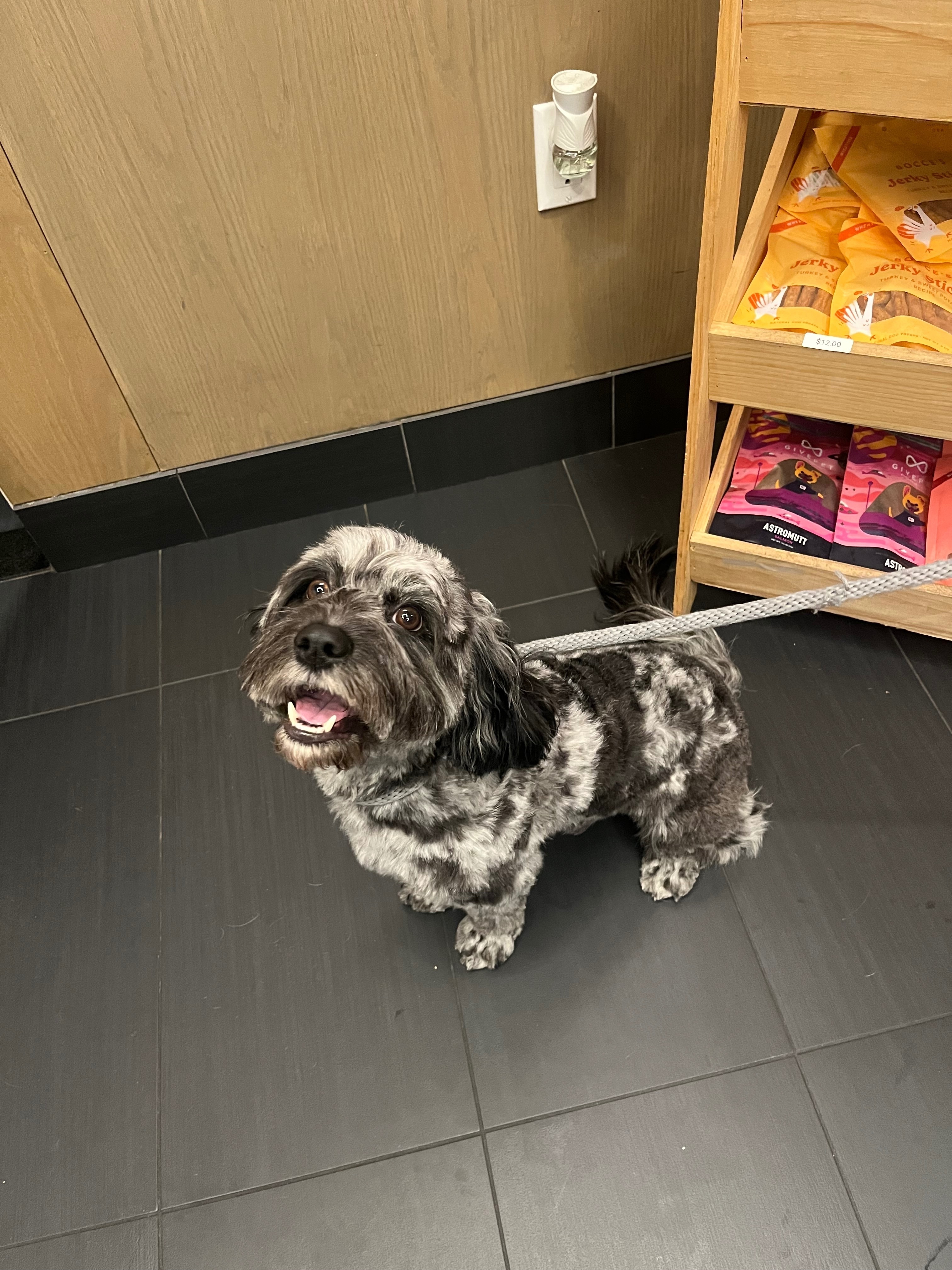 Lost Merle Cavapoo: Marlowe on West 157th