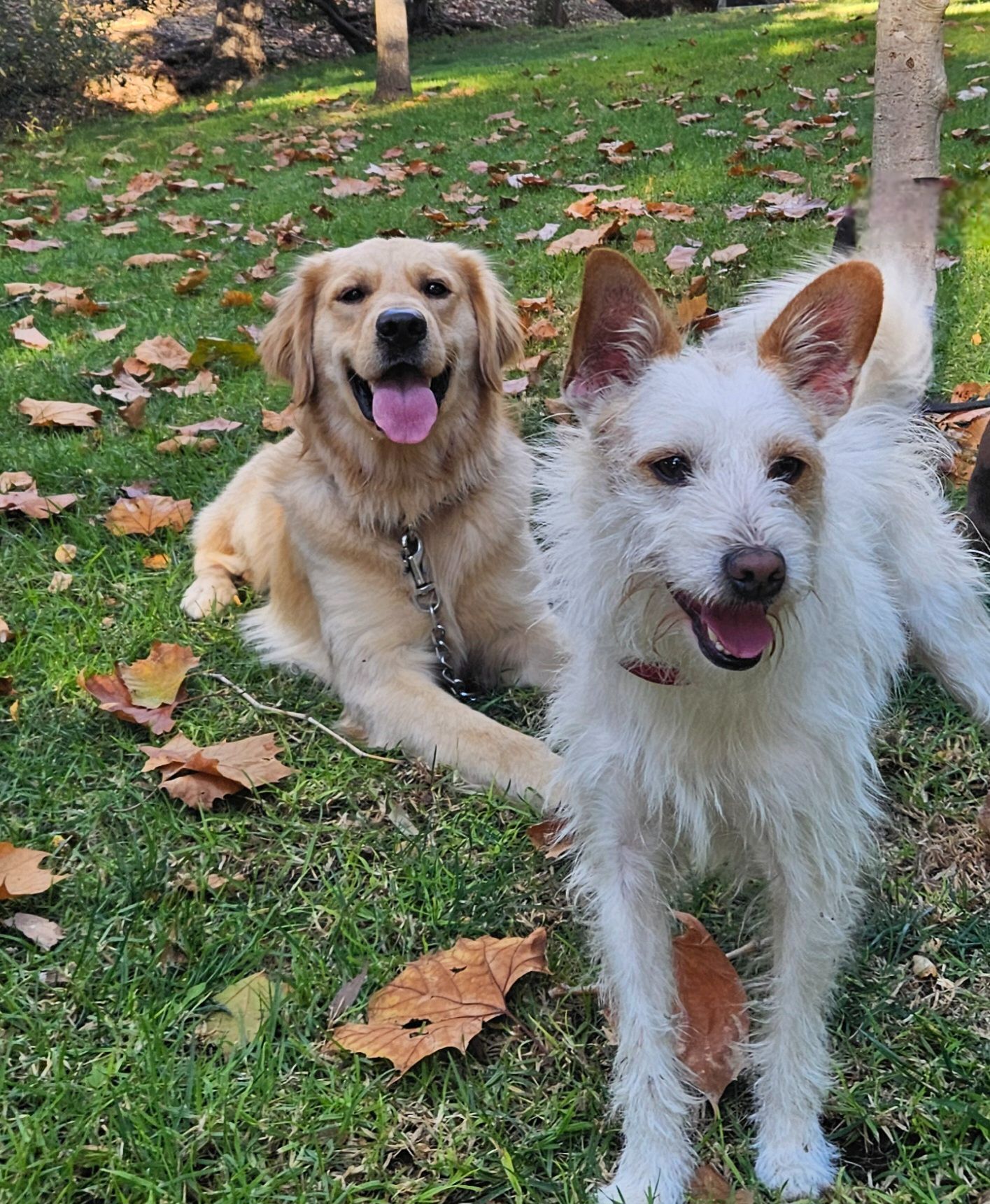 Lost Dogs: Friendly Terrier & Retriever