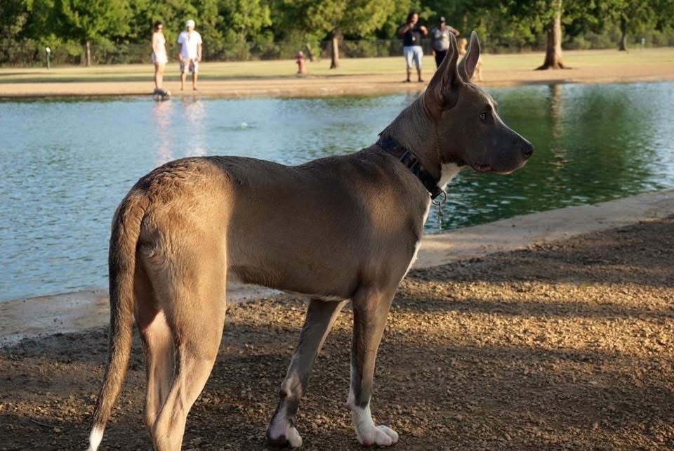 Lost Dog Alert: Shy Gray Pup on S. Mason