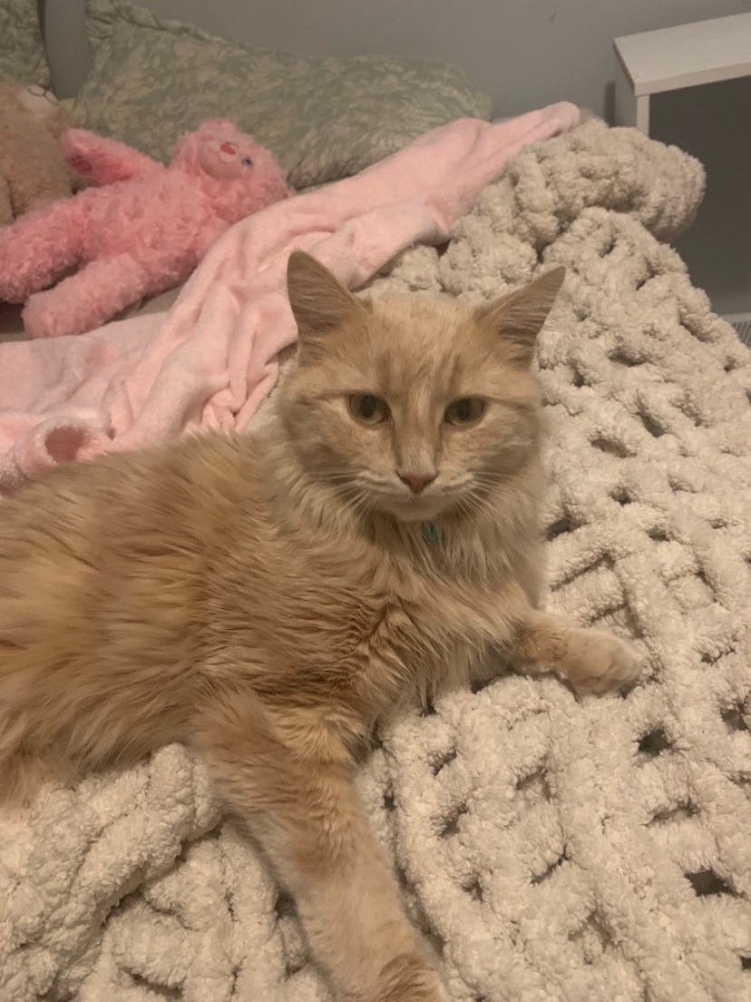 Lost: Pyro, Orange Tabby on Lawrence St