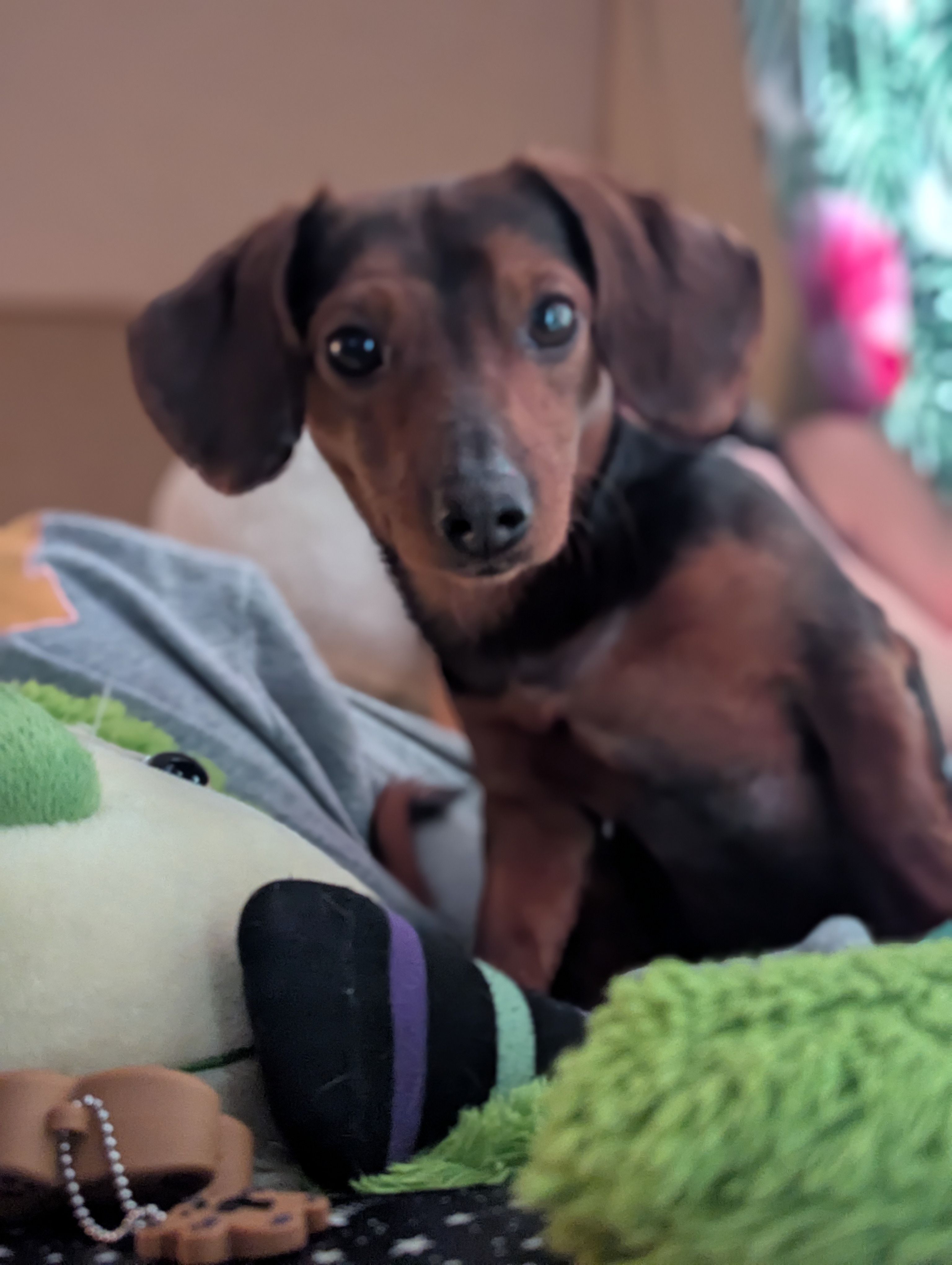Lost Dachshund: Heart-Shaped Face Found