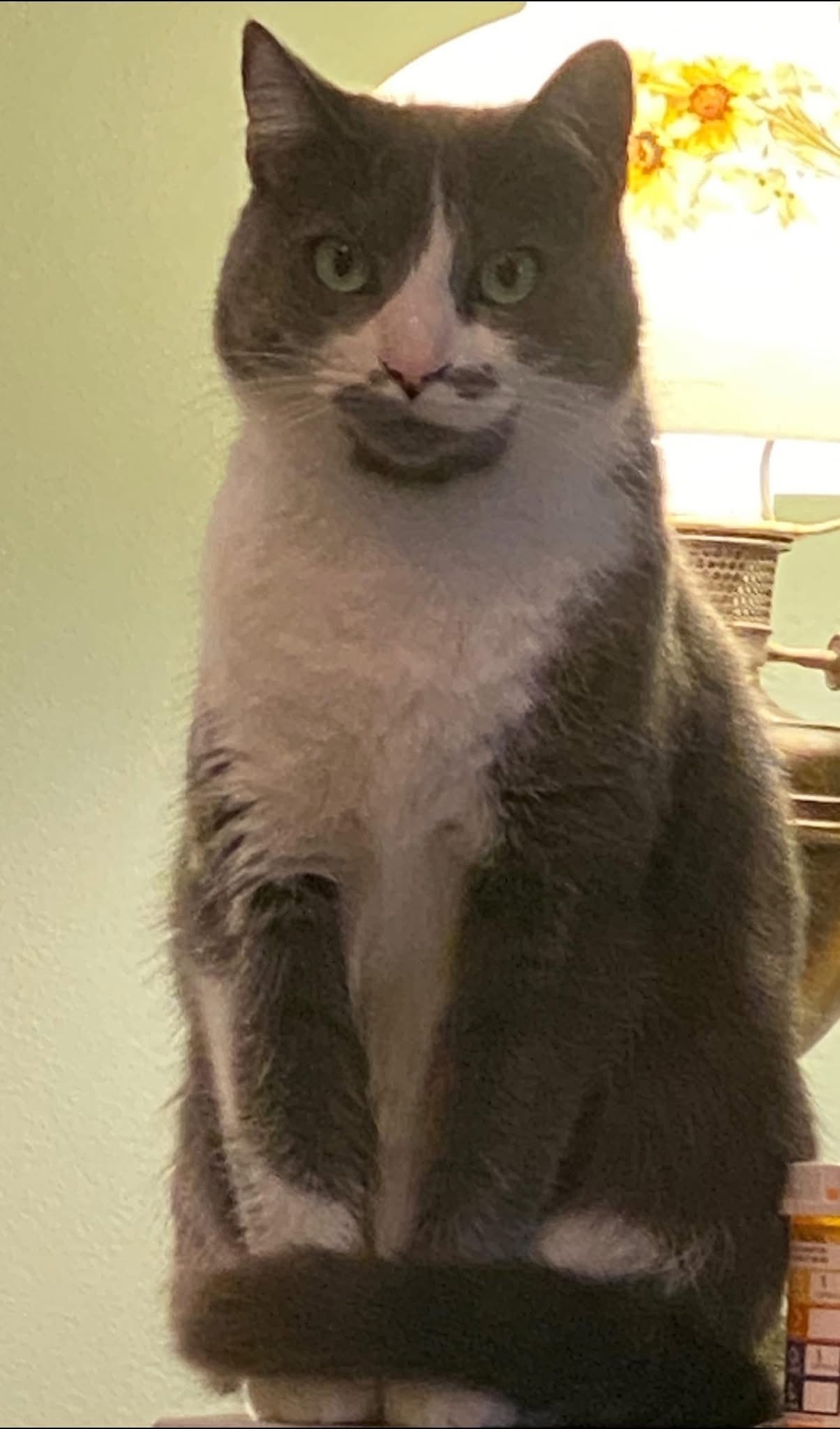 Help Find Sade: Lost Gray & White Cat