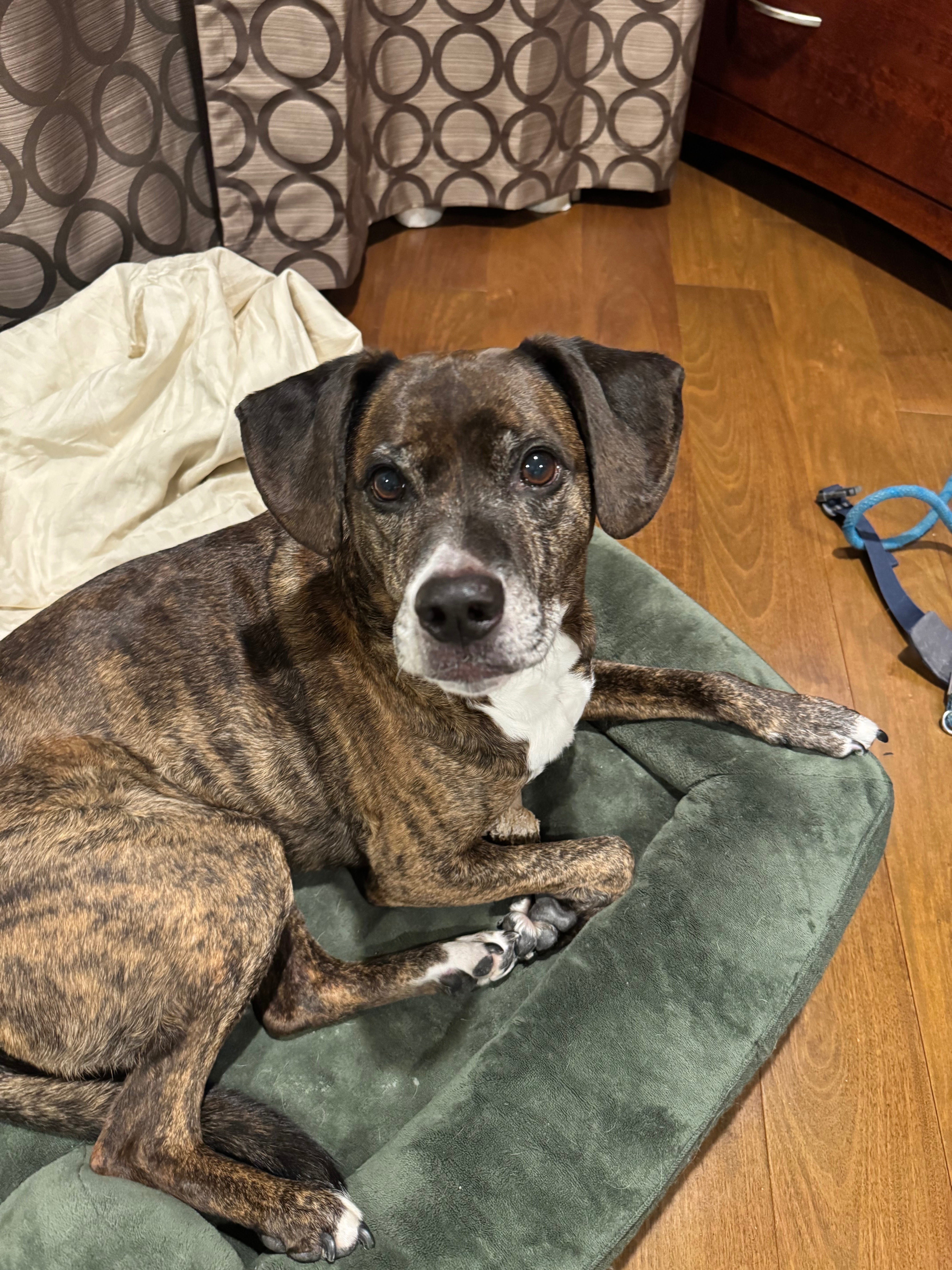 Lost Brindle Boxer Mix on 3rd Street