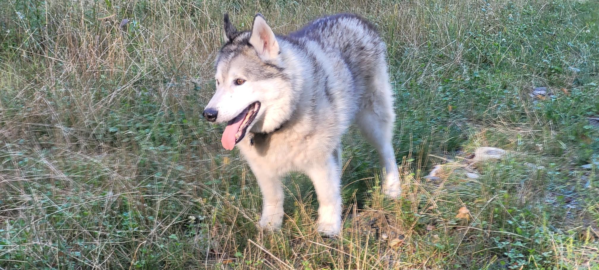 Lost Husky-Malamute Mix Near Berkshire East